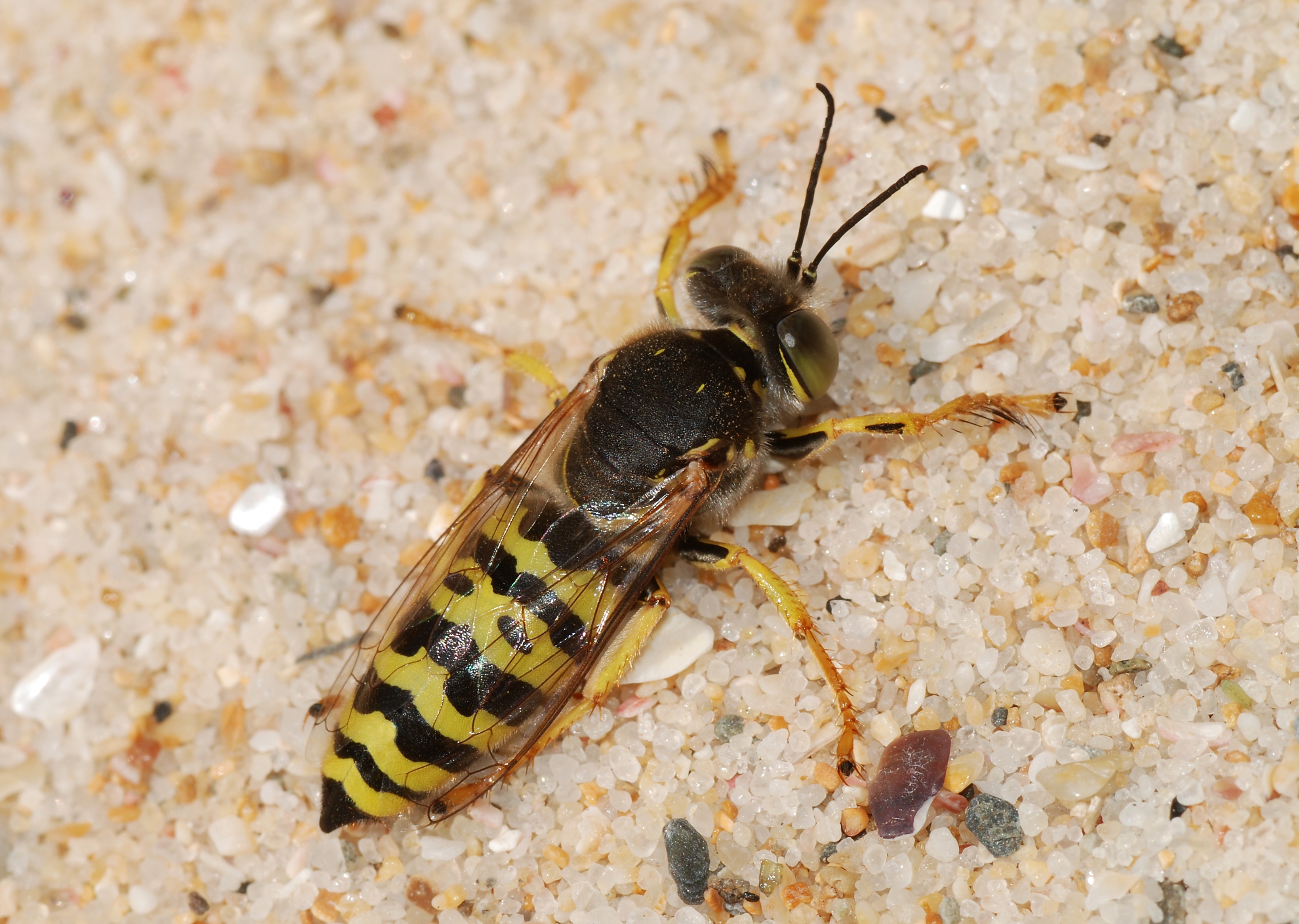 Sand wasp photo