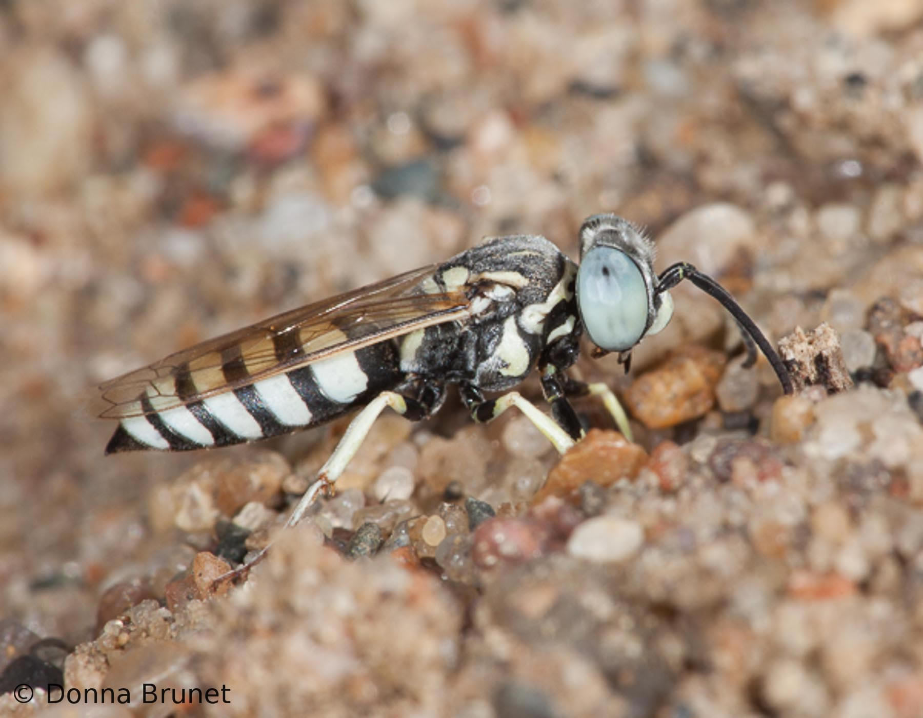 Sand Wasps | MDC Discover Nature