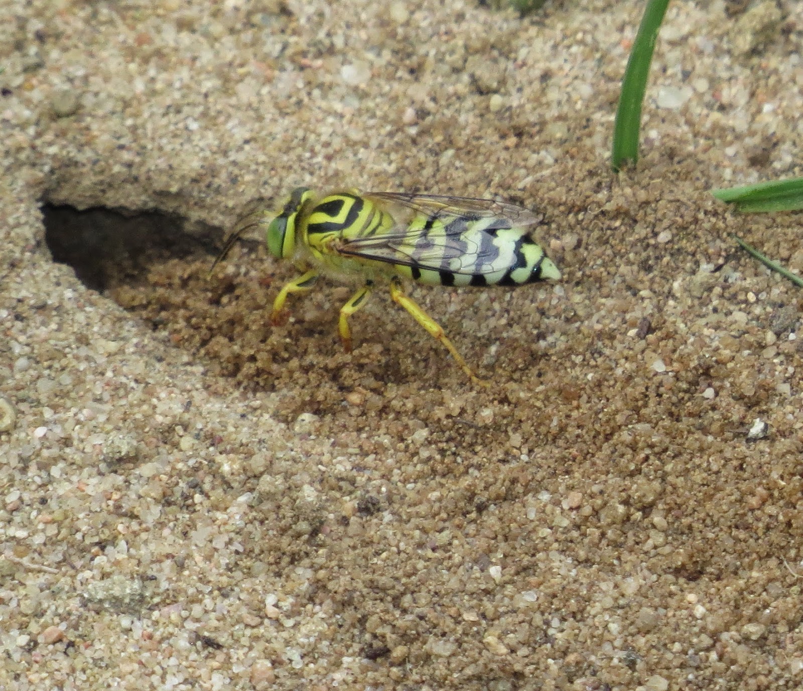 Bug Eric: Sand Wasps, Genus Bembix