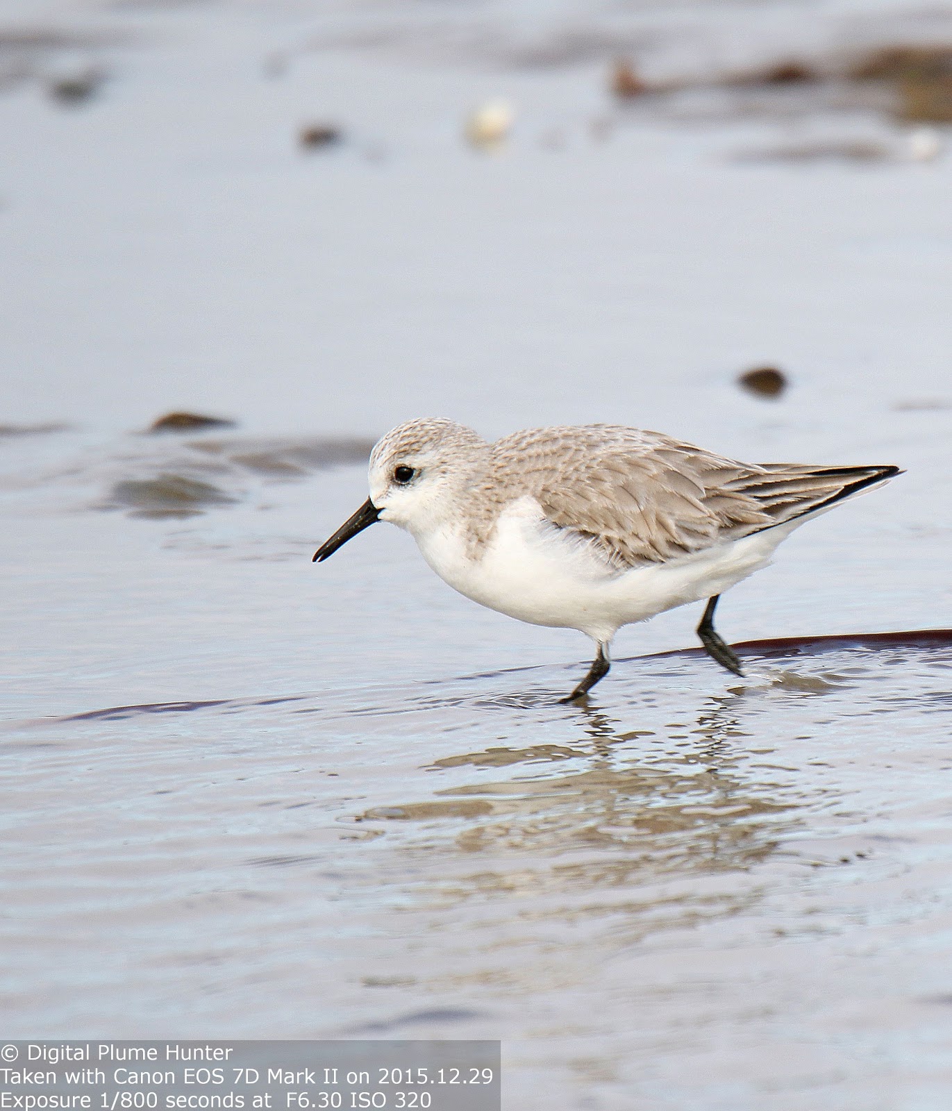 Hunting Digital Plumes in the US and Beyond: Shorebirds of the ...