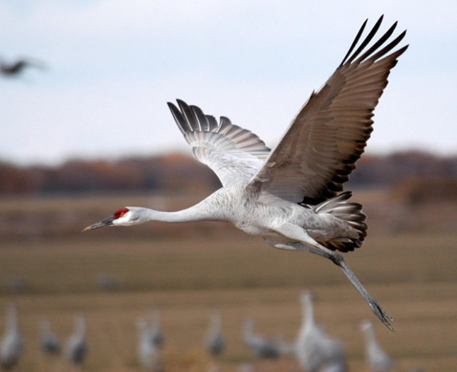 See the Sandhill Crane Migration March 2-April 7 | Audubon