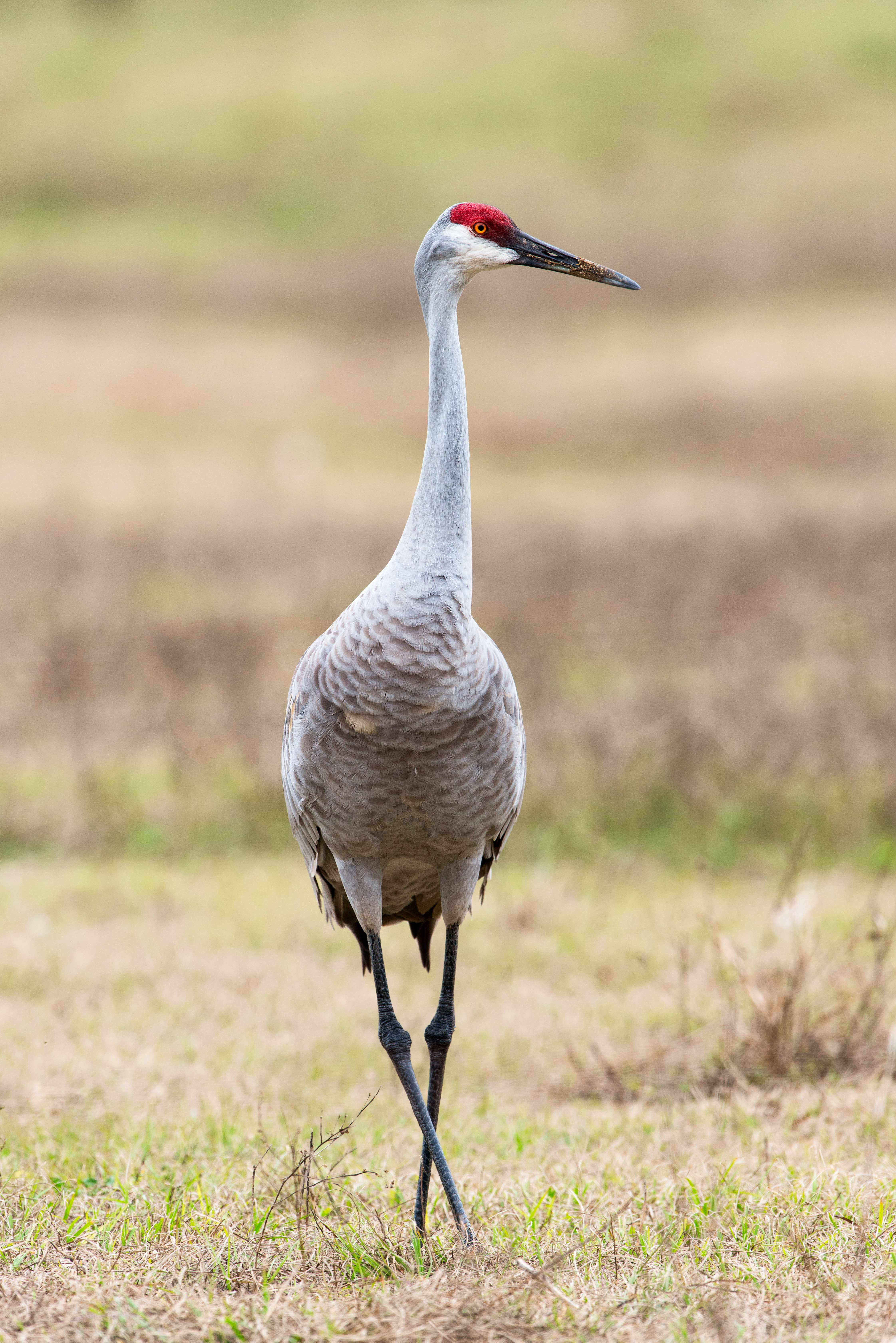 Sandhill Cranes of Paynes Prairie Preserve State Park | Stephen L ...