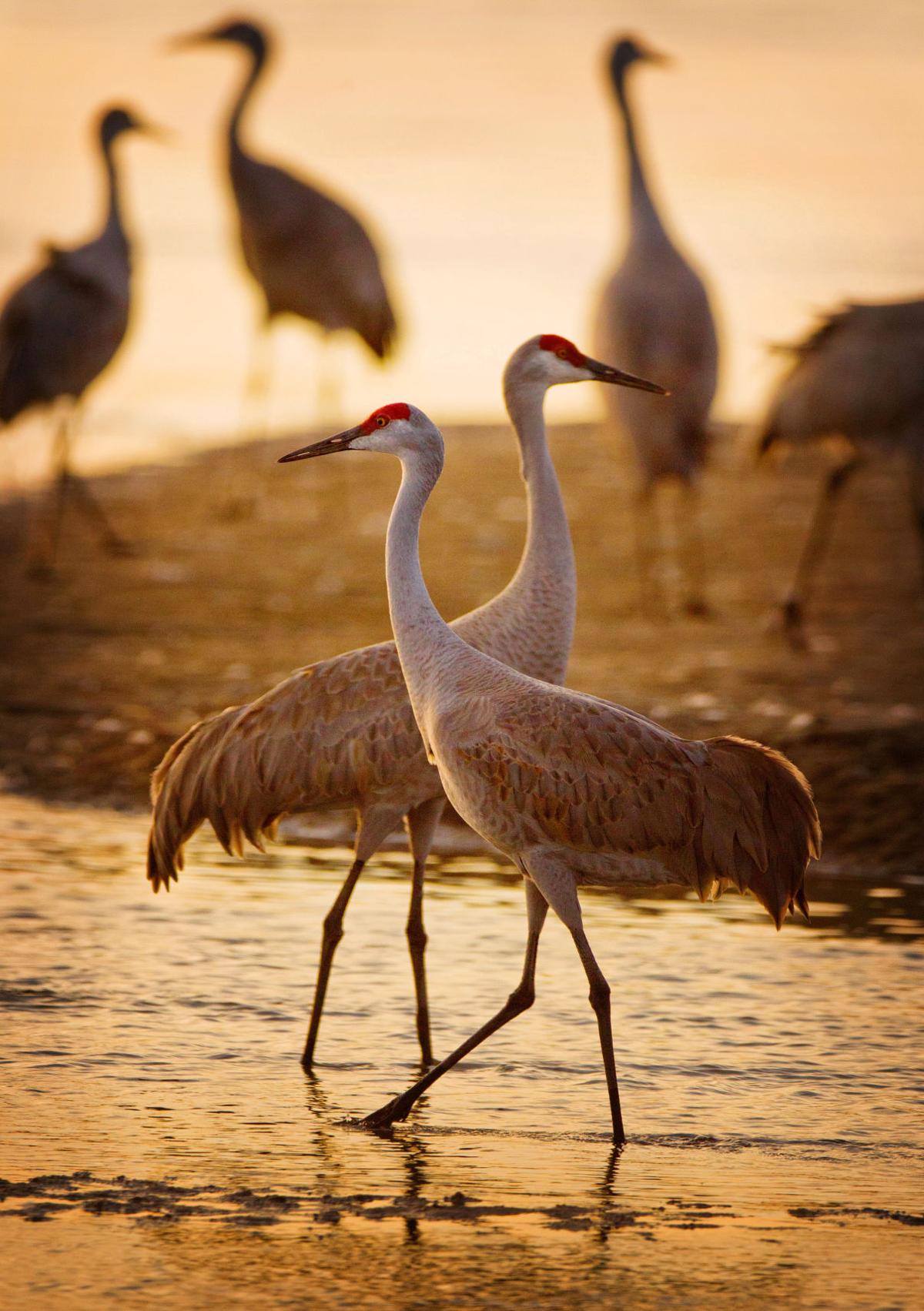 Get ready for showy sandhill crane spring migration | Nebraska ...