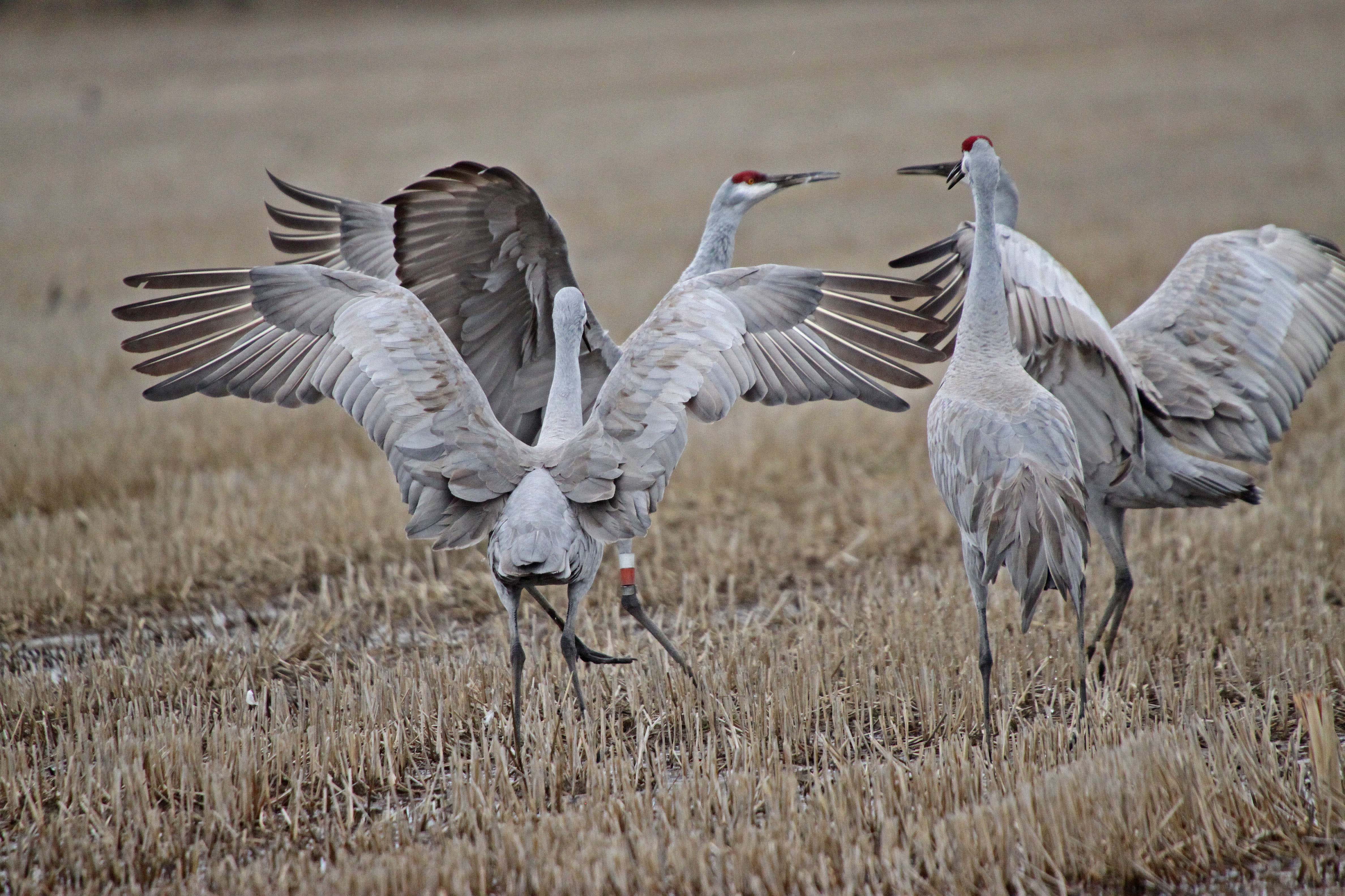 Sandhill cranes bring their trumpet and dance to the Delta each ...