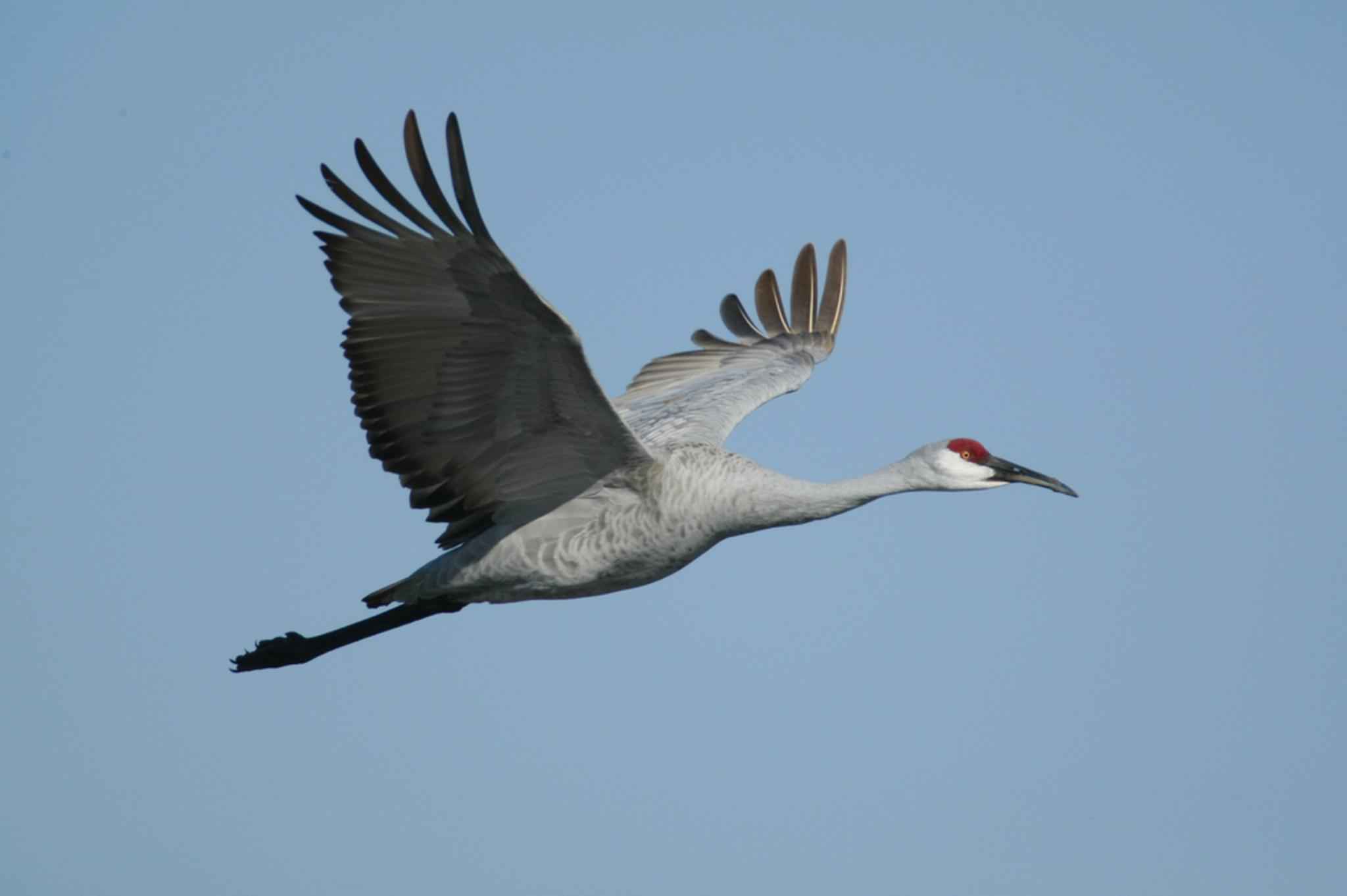 Free picture: sandhill, crane, bird, flying