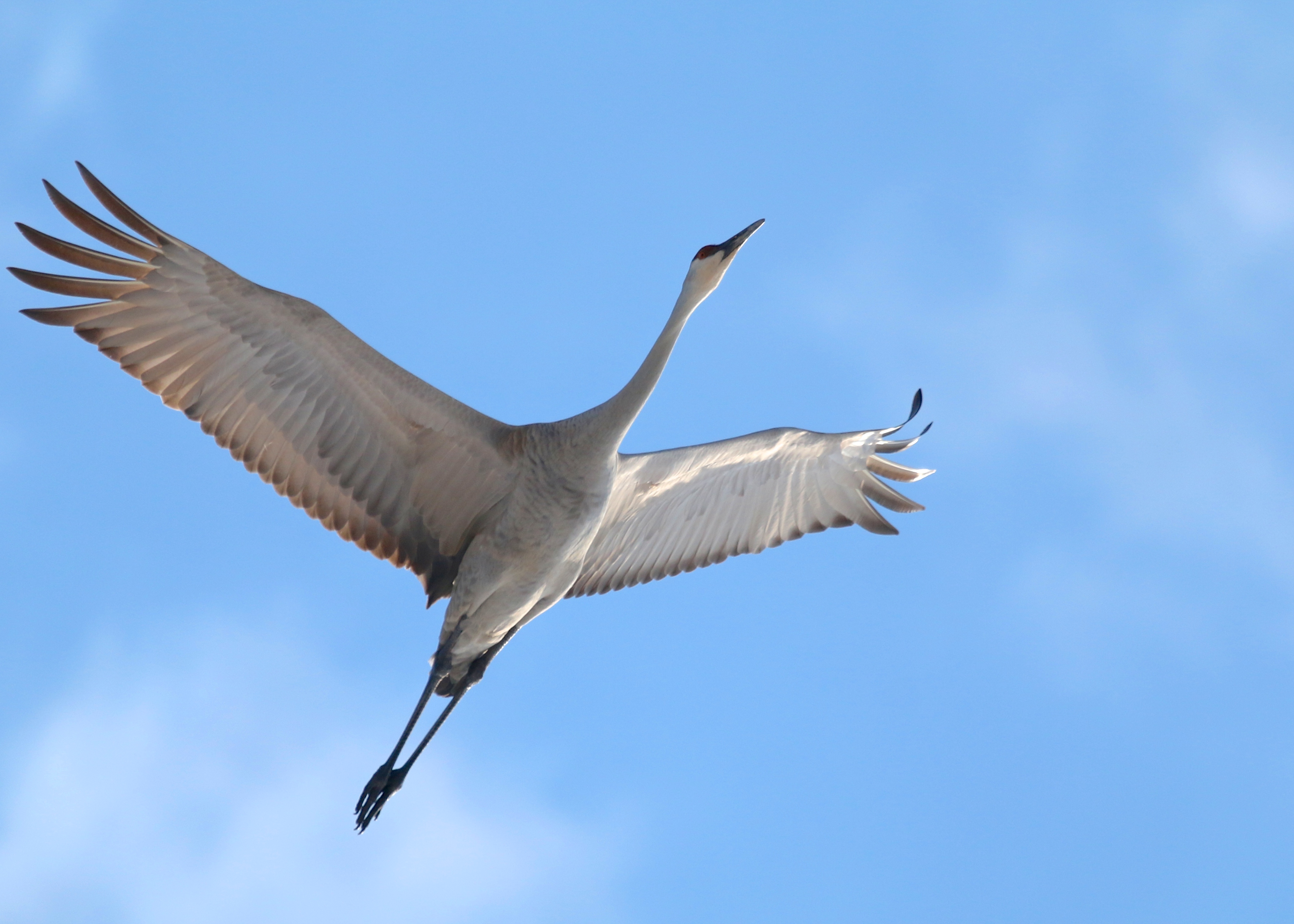 Ulster County Sandhill Cranes! – Orange Birding