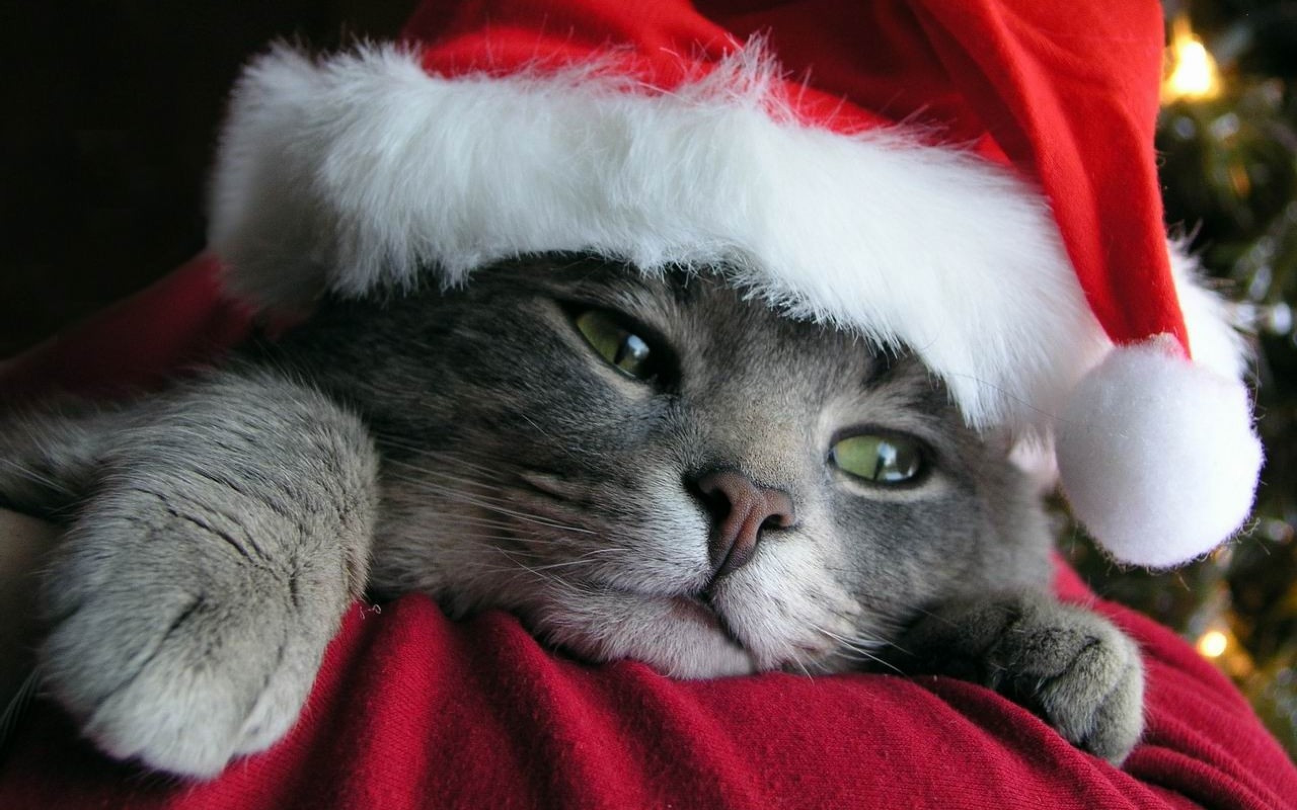 15 Santa Claus cats | Kitty Bloger