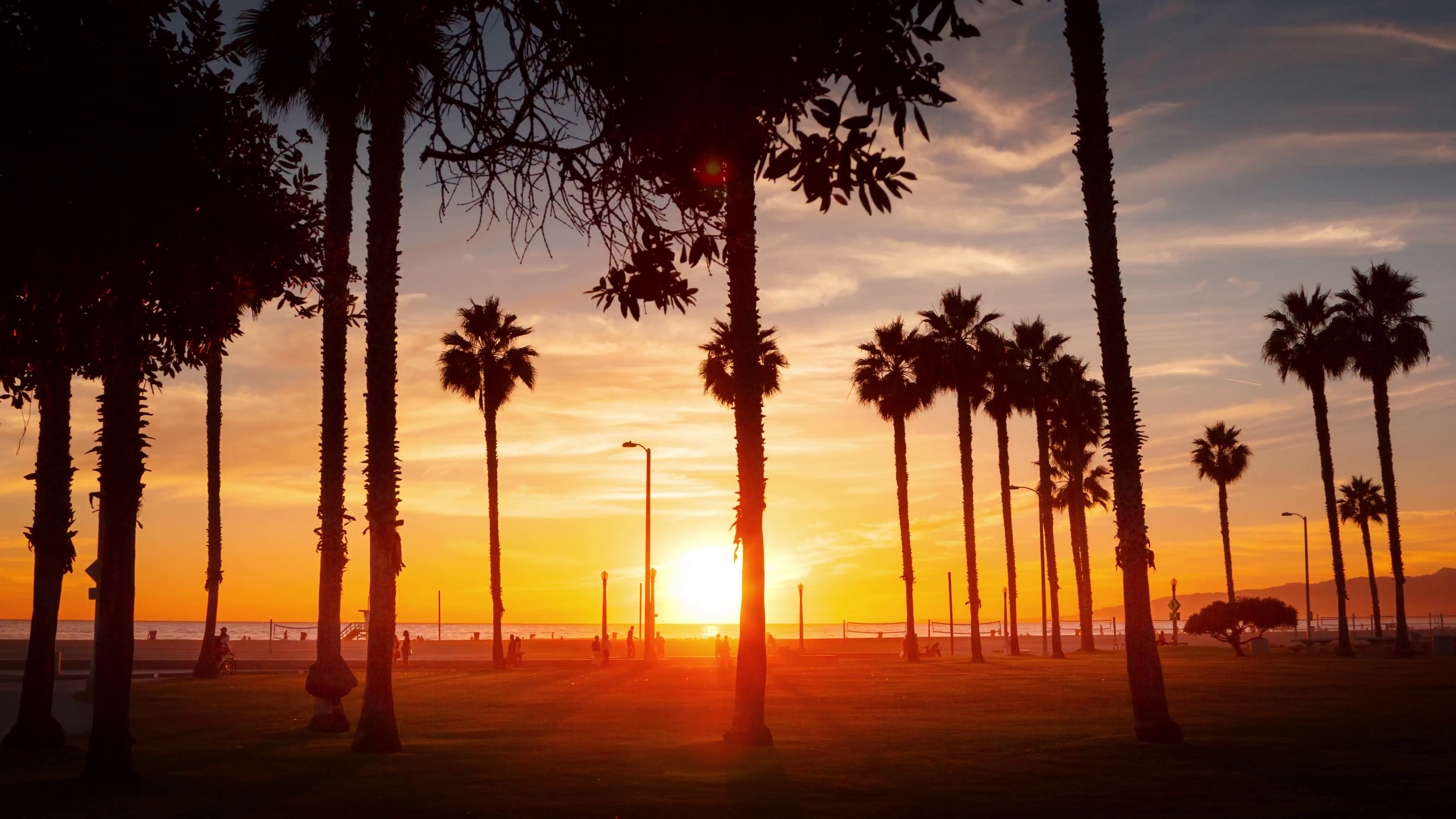 Palm trees at sunset on ocean beach Santa Monica California ...