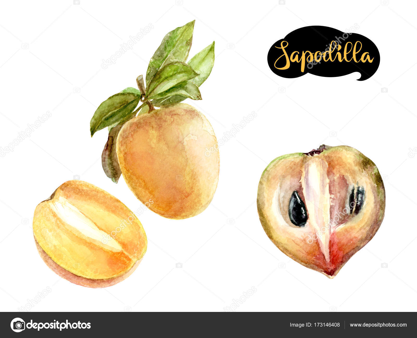 Sapodilla Watercolor Illustration Sapodilla Fruit Branch Sapodilla ...