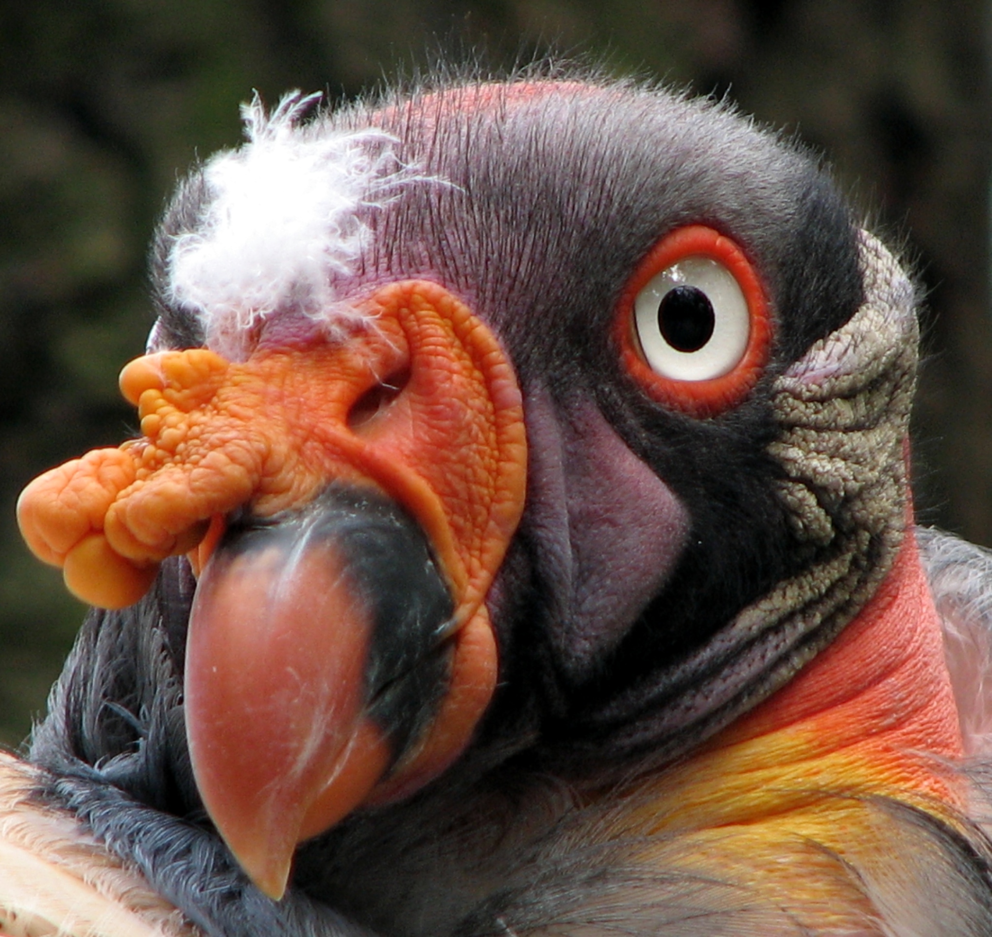 File:Sarcoramphus-papa-king-vulture-closeup-0a.jpg - Wikimedia Commons