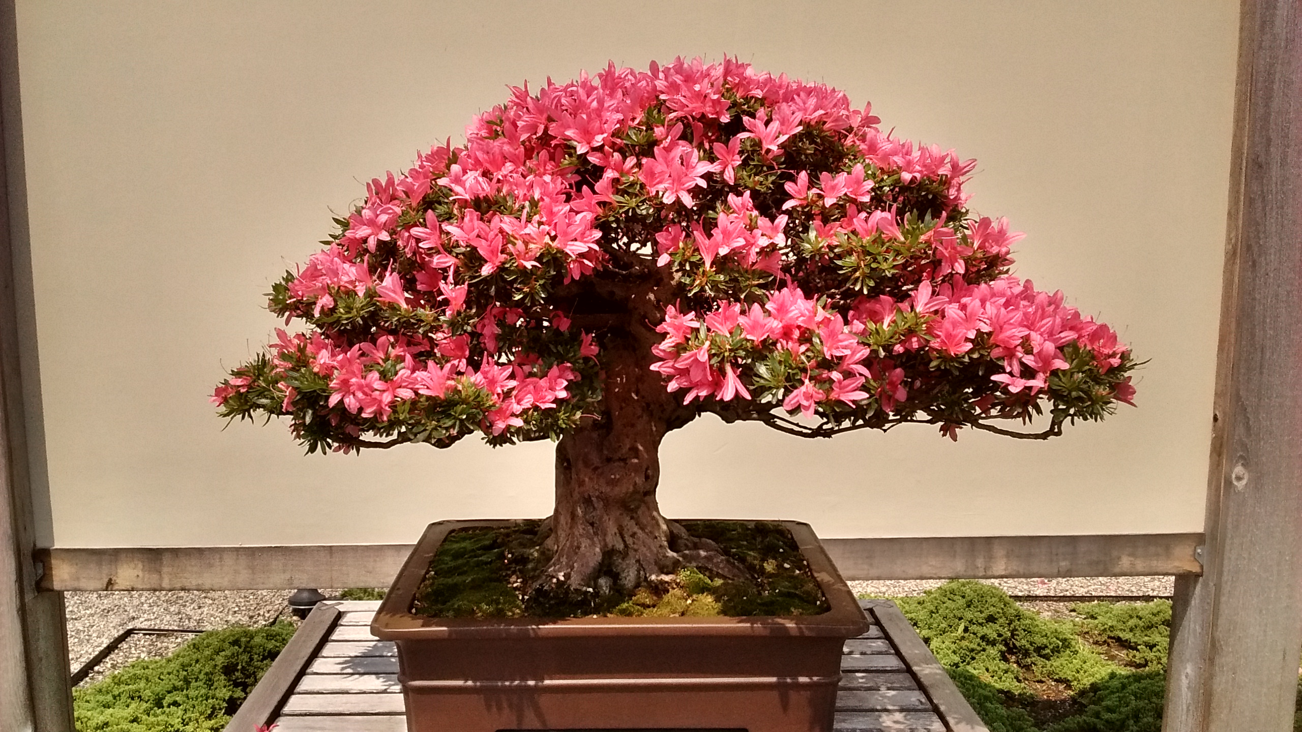 See blooming satsuki azalea bonsai June 6-14 « The Yellow Farmhouse ...