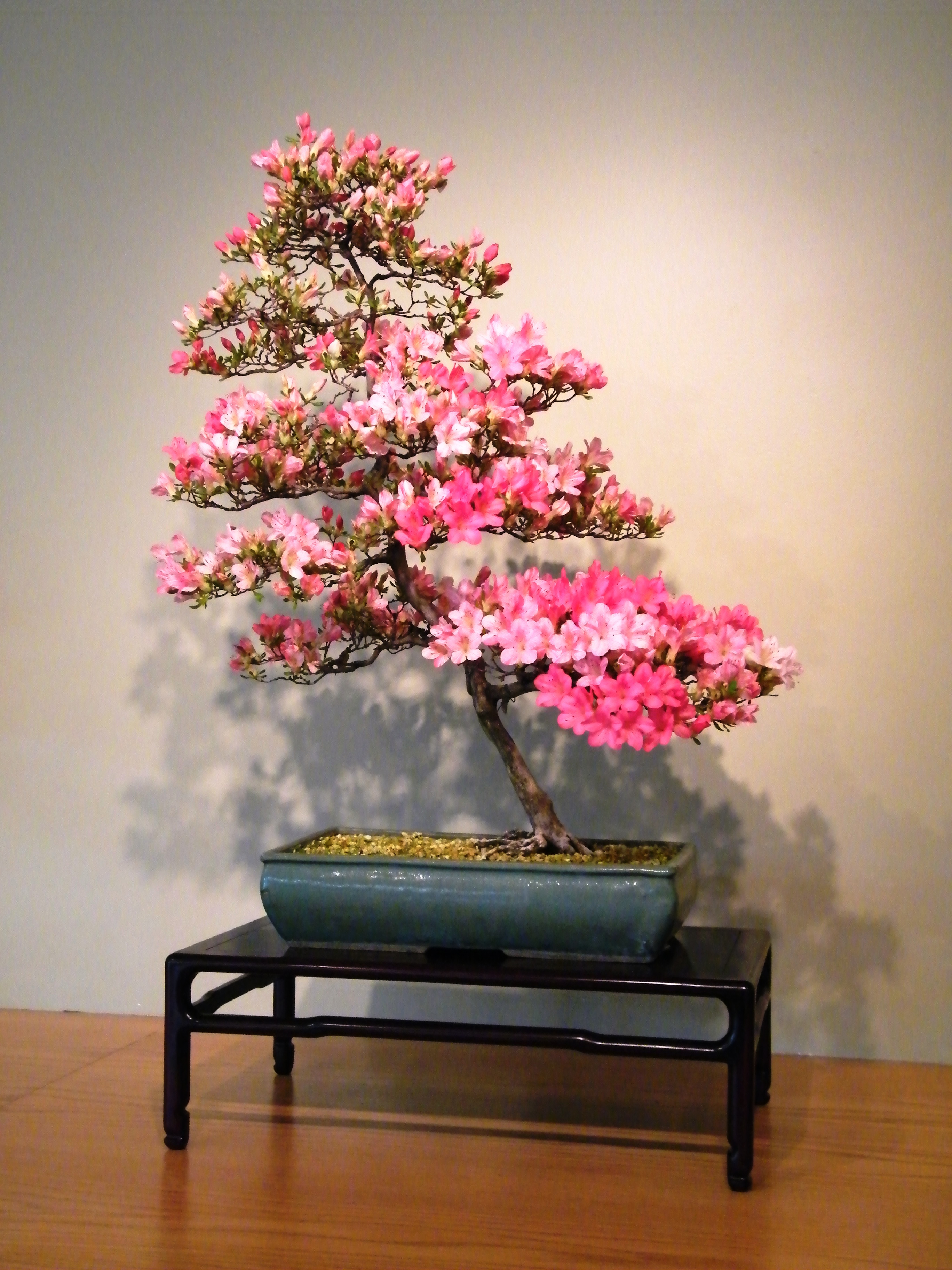 File:Satsuki Azalea, National Bonsai & Penjing Museum, May 2011 A ...
