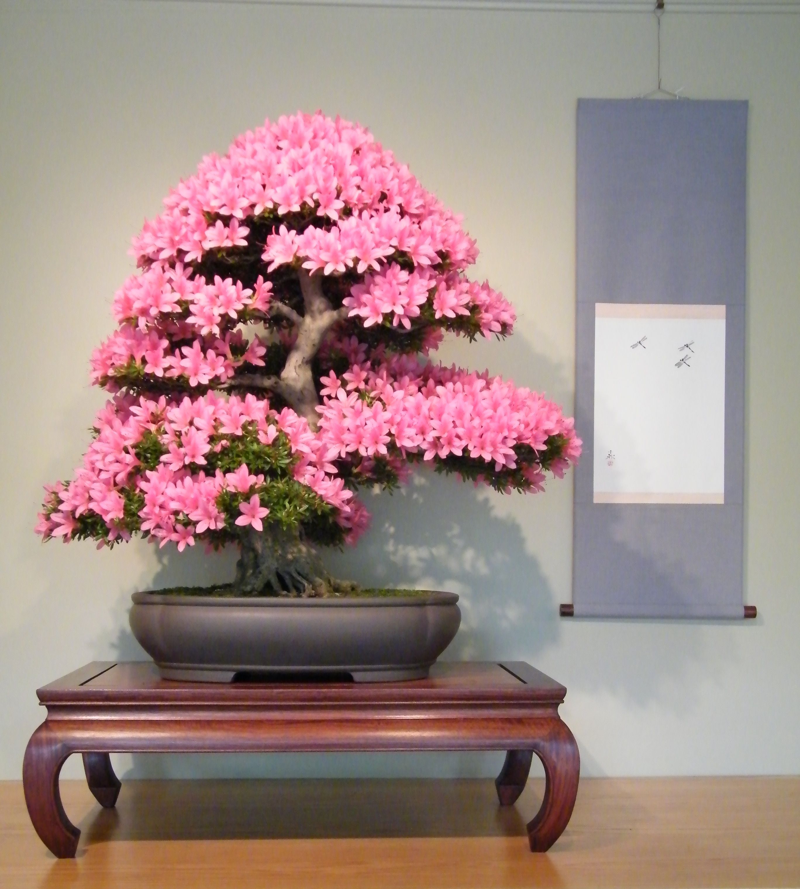 Azalea Bonsai. The colours of this tree is fantastic. | Bonsai ( An ...