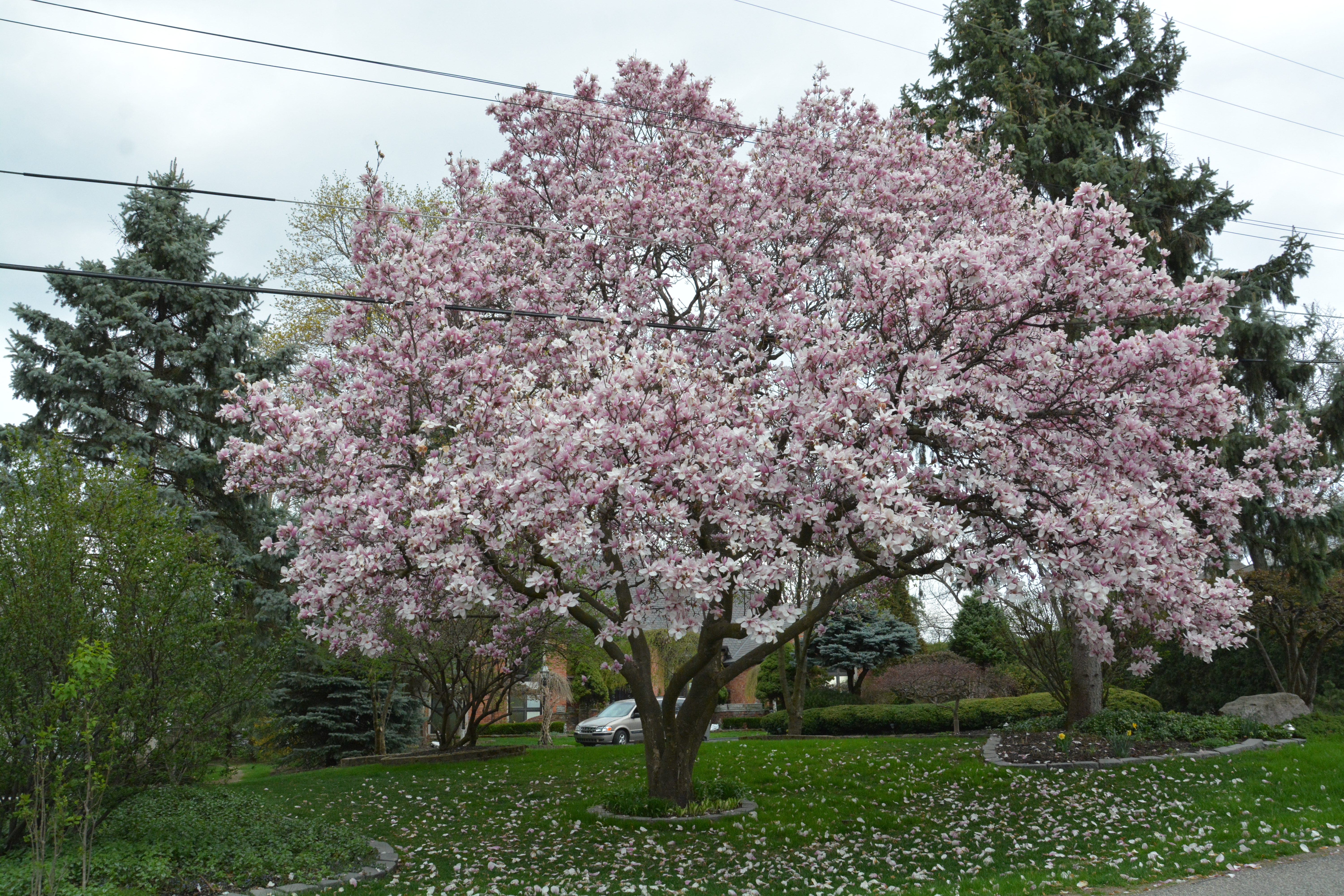 Saucer magnolia photo