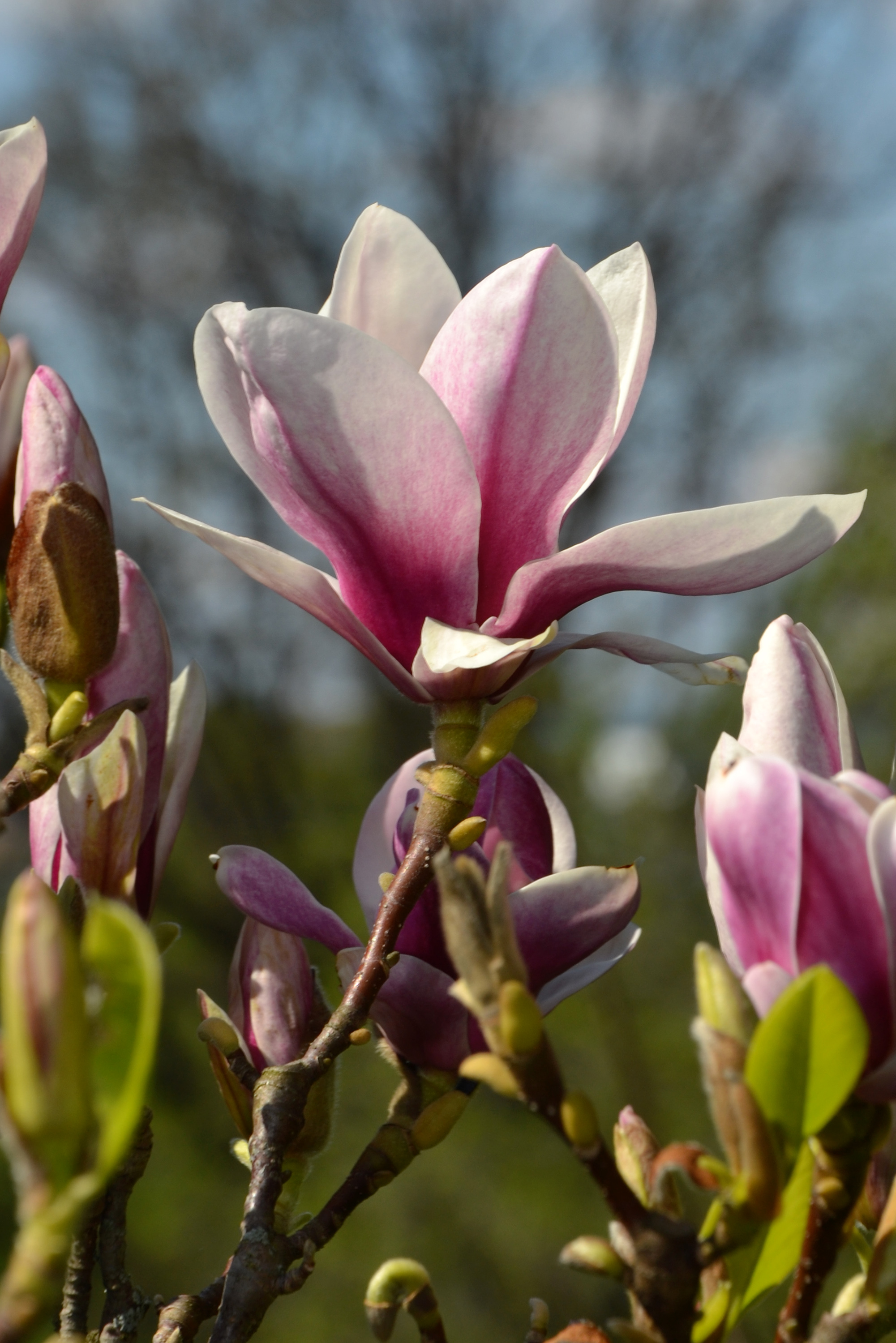 Saucer magnolia, Bloom, Magnolia, Spring, Saucer, HQ Photo