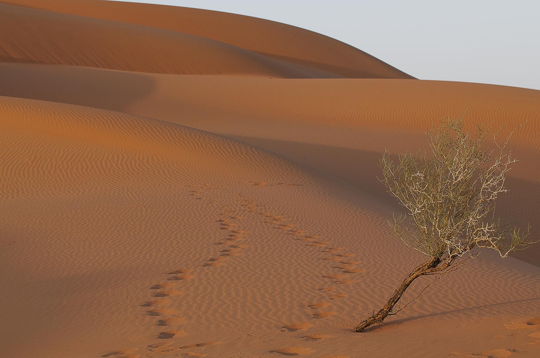 4-Saudi-Arabia-Empty-Quarter-Dunes-0771new | Bobbi Lane Photography