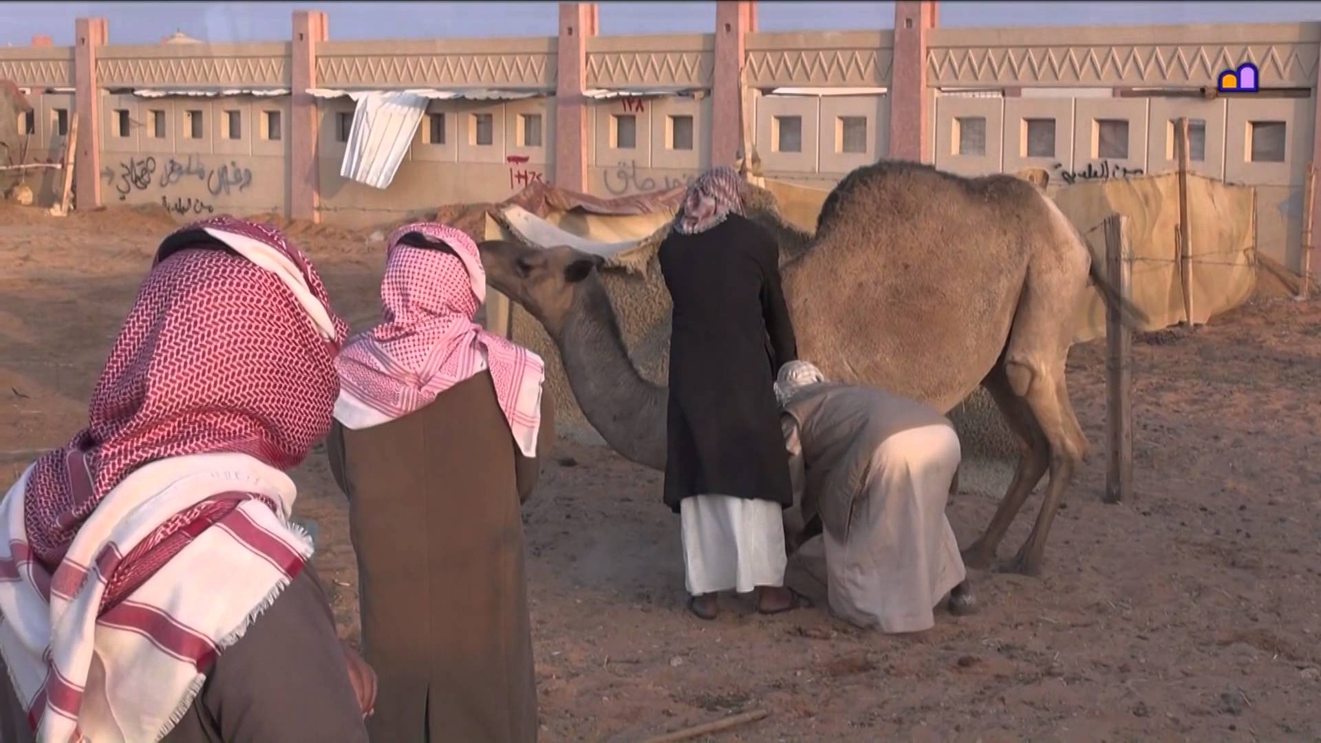 Saudi Arabia - Riyadh Camel Market - YouTube