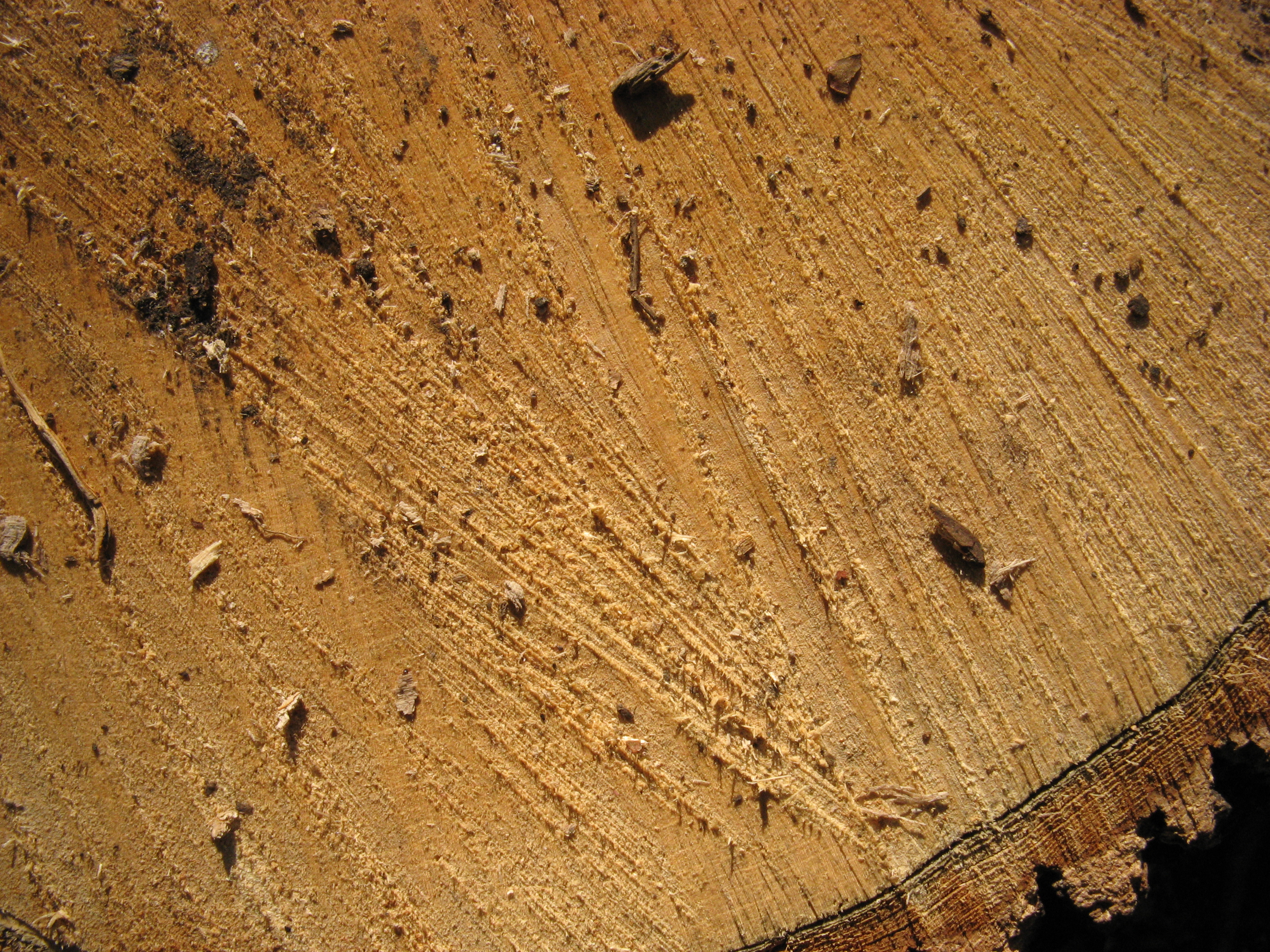 Free Wood texture (cut, trunk, saw)