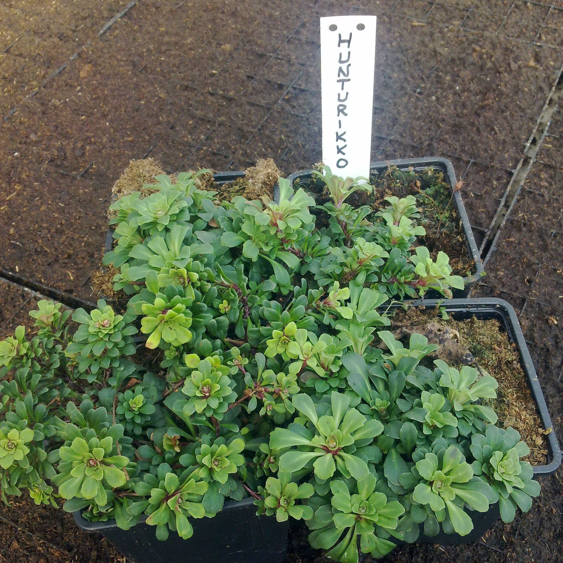 Hunturikko Saxifraga cuneifolia variegata - Hirvelän Taimisto