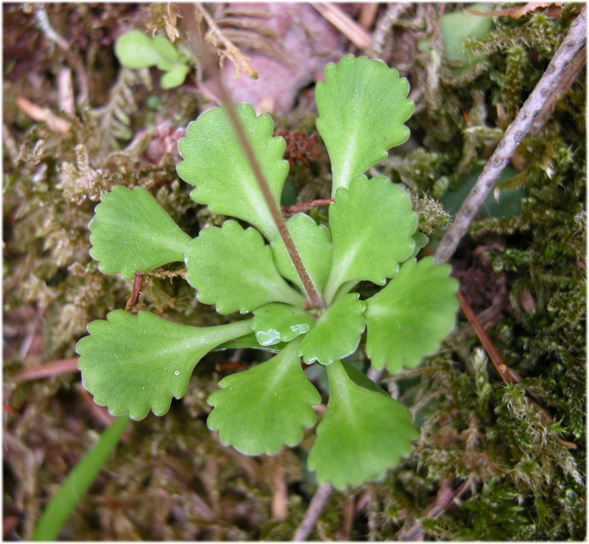 Saxifraga cuneifolia L. subsp. robusta D.A.Webb - FVG