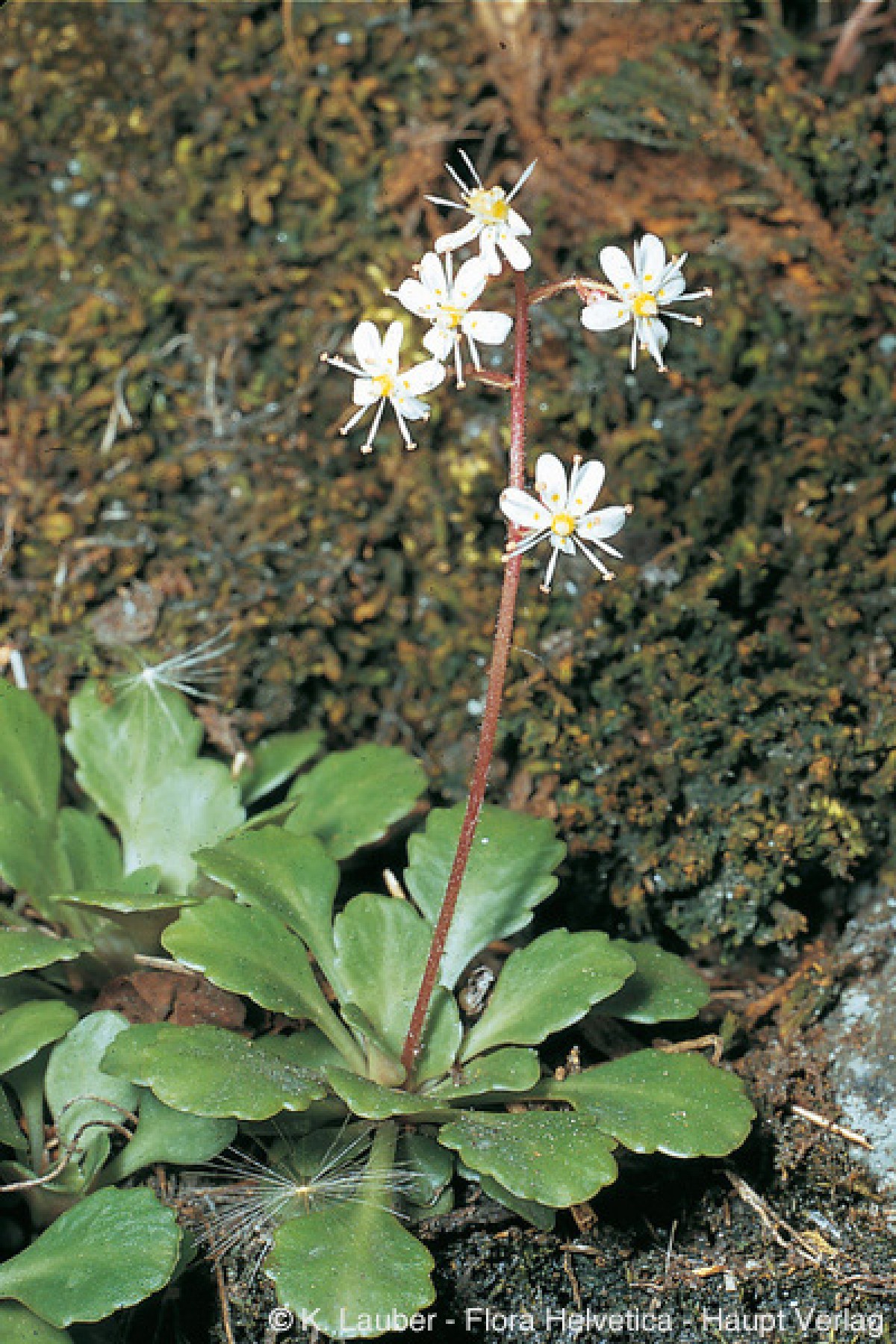 Steenbreek (Saxifraga cuneifolia) | MijnTuin.org