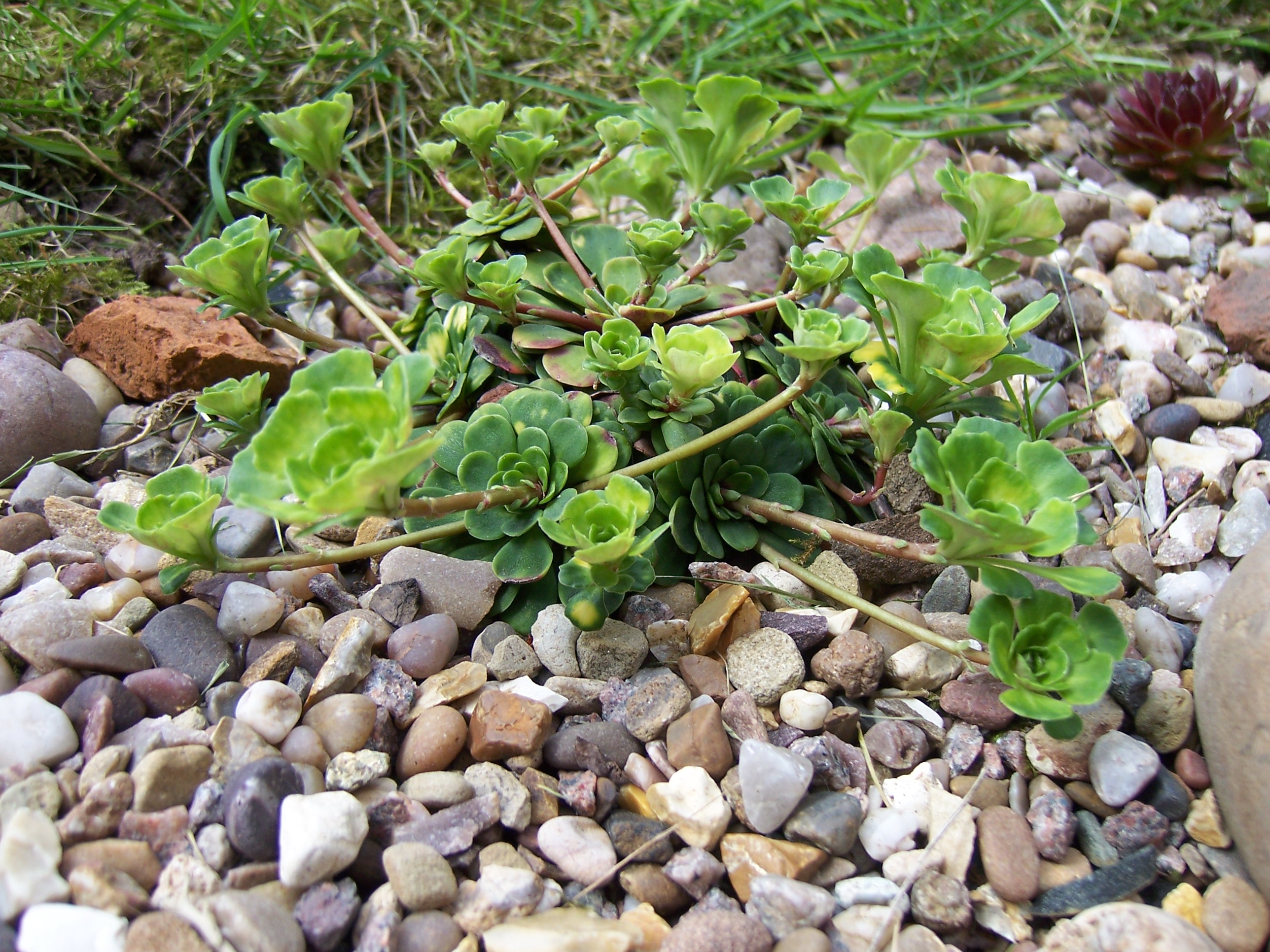 File:Saxifraga cuneifolia Variegata (4525198361).jpg - Wikimedia Commons