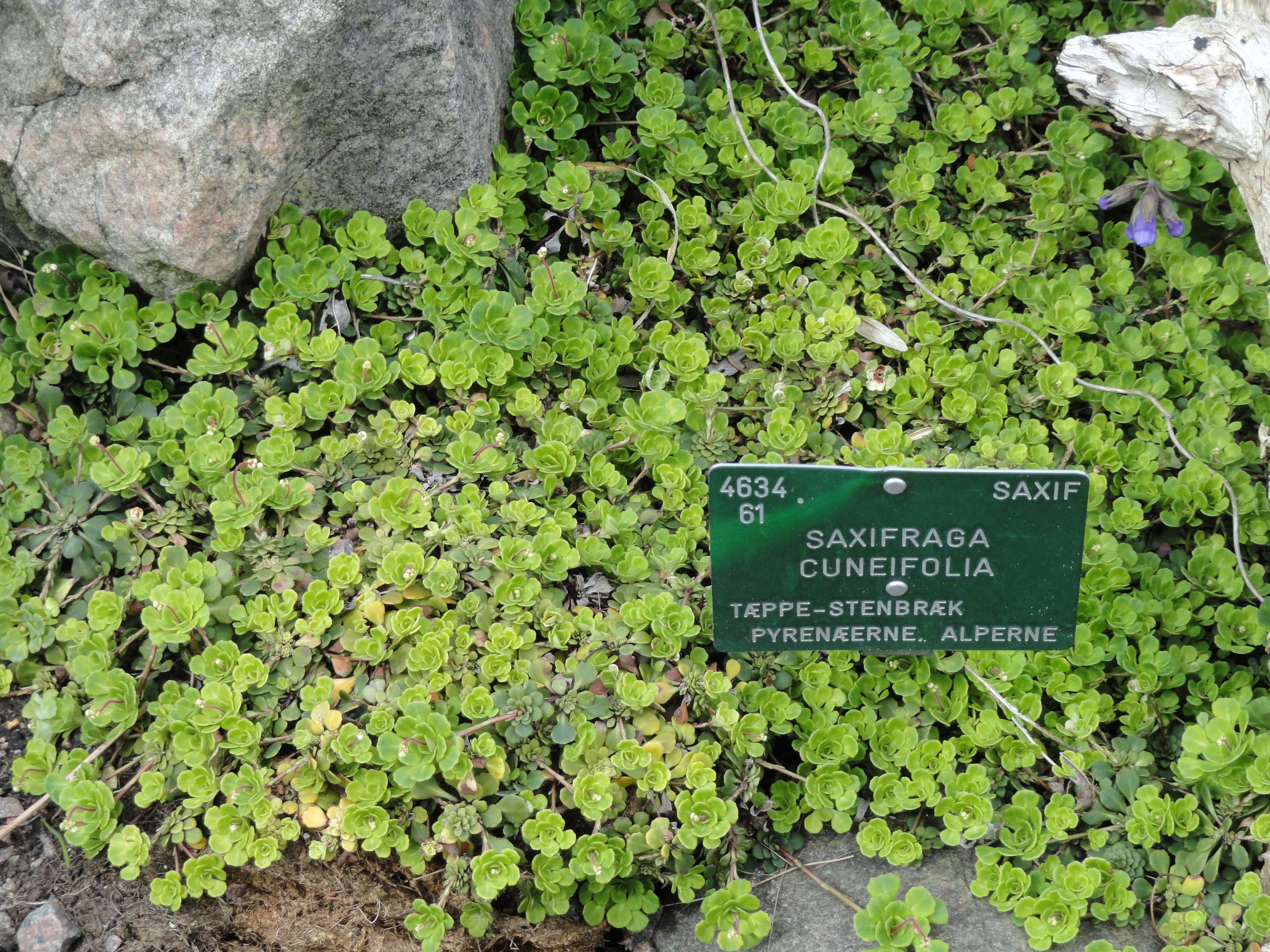 File:Saxifraga cuneifolia - Copenhagen Botanical Garden - DSC07517 ...
