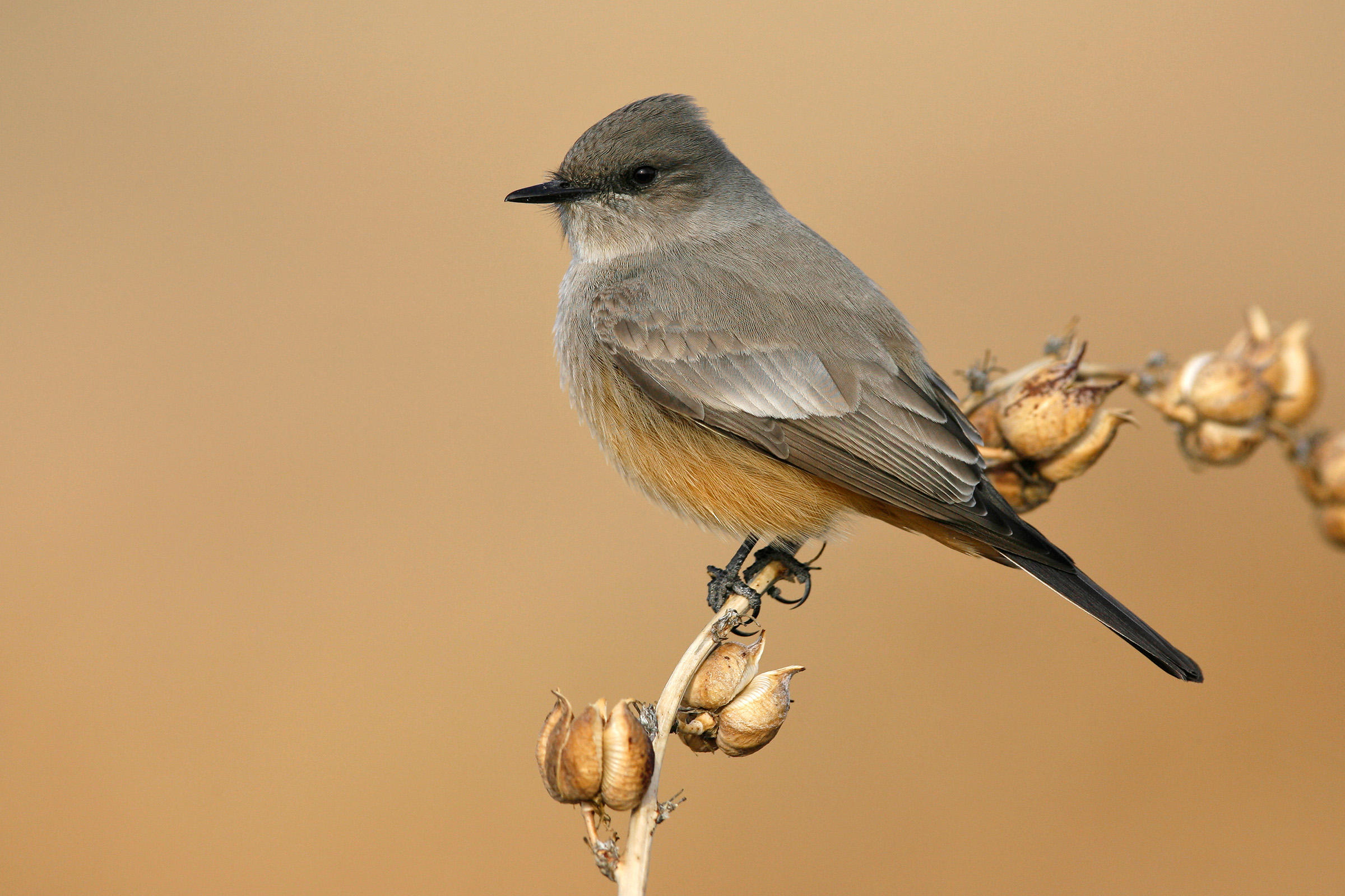Say's Phoebe | Audubon Field Guide