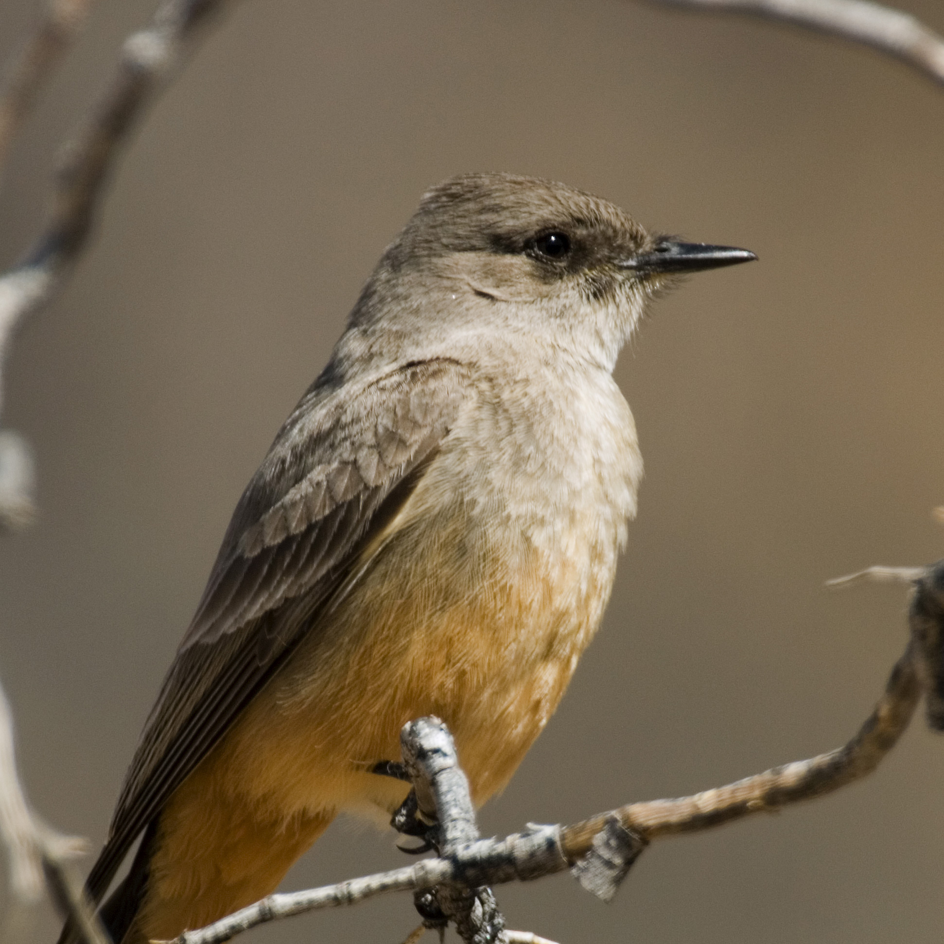 Say's Phoebe | National Geographic