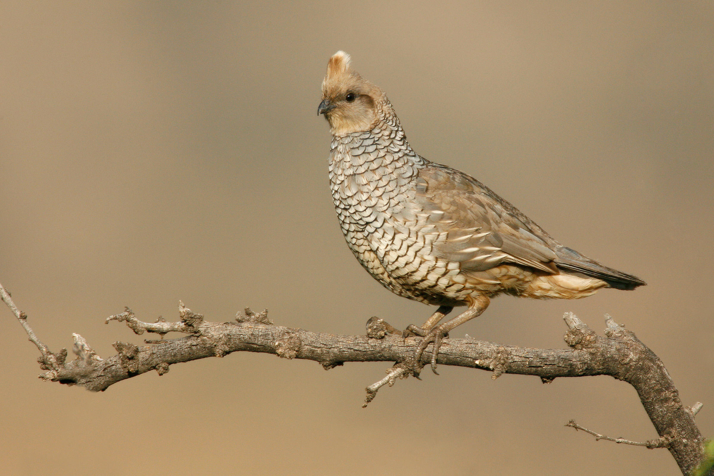 Scaled quail photo