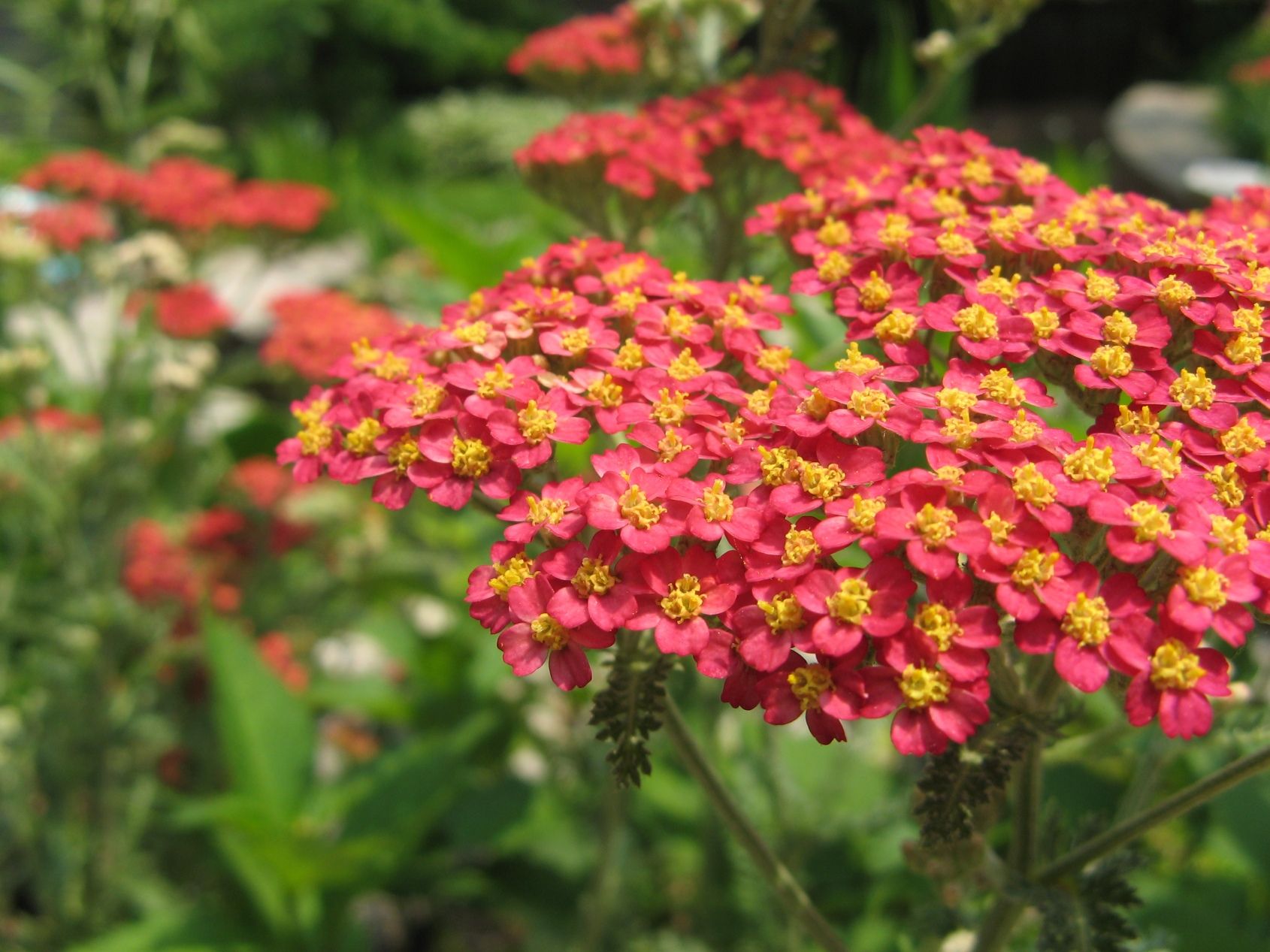 Achillea comes in a range of warm colors. Great filler. | FLOWERS ...