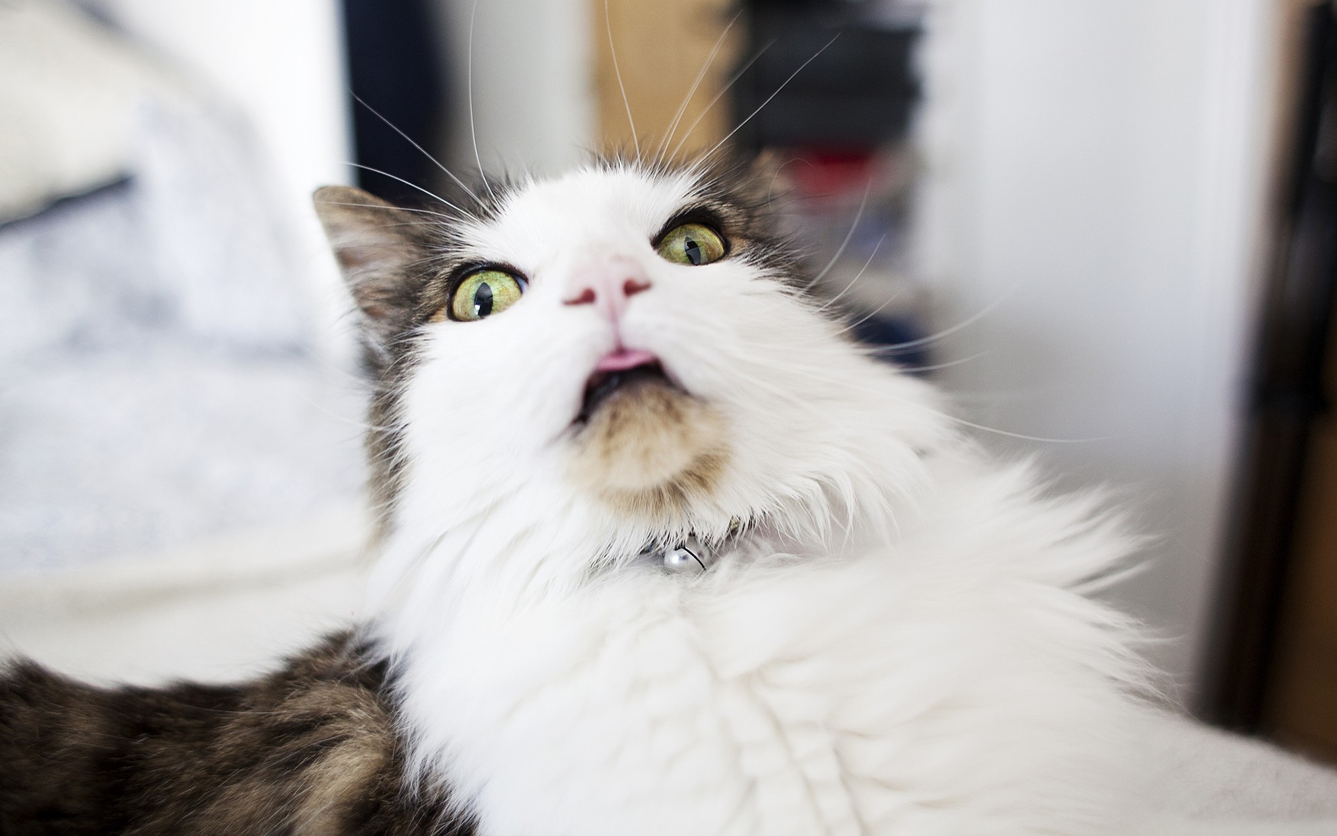 Funny Scary Cat HD Desktop Wallpaper, Instagram photo, Background ...