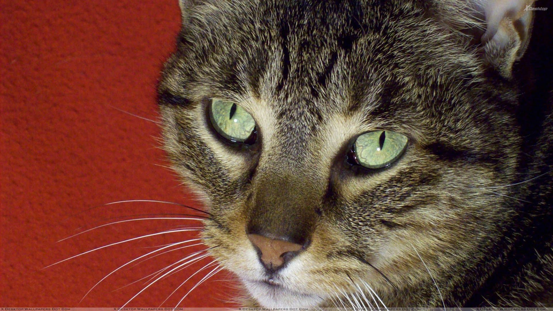 Scary Cat Face Closeup And Green Eyes Wallpaper
