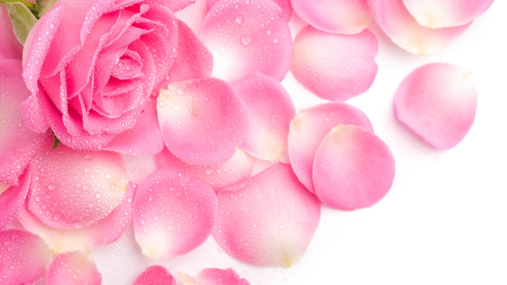Pink rose with scattered petals HD wallpaper | Wallpaper Flare
