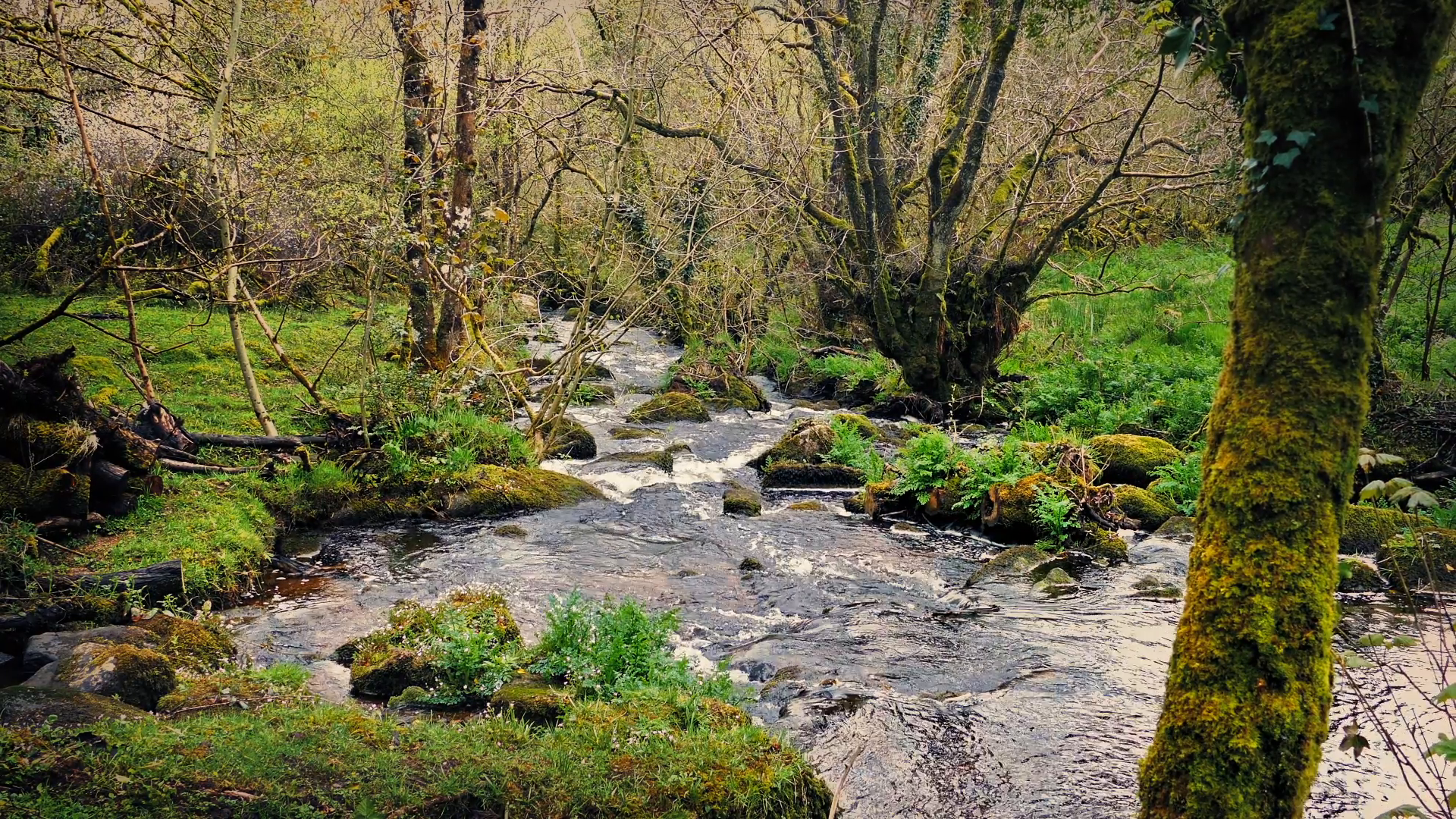 Woodland Scene With River Through The Trees Stock Video Footage ...