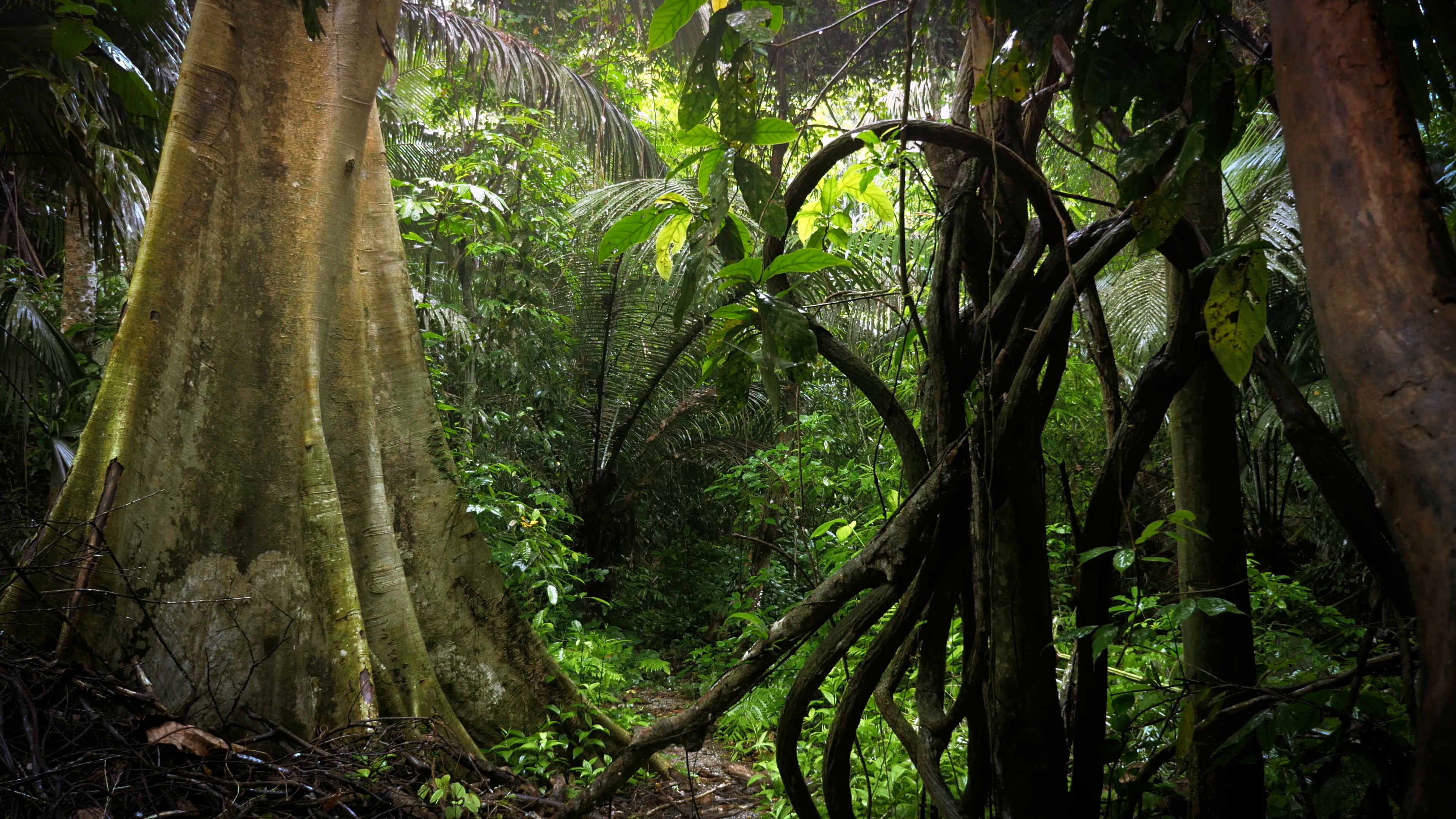 Scenic jungle rainforest nature background. Asian lush forest ...
