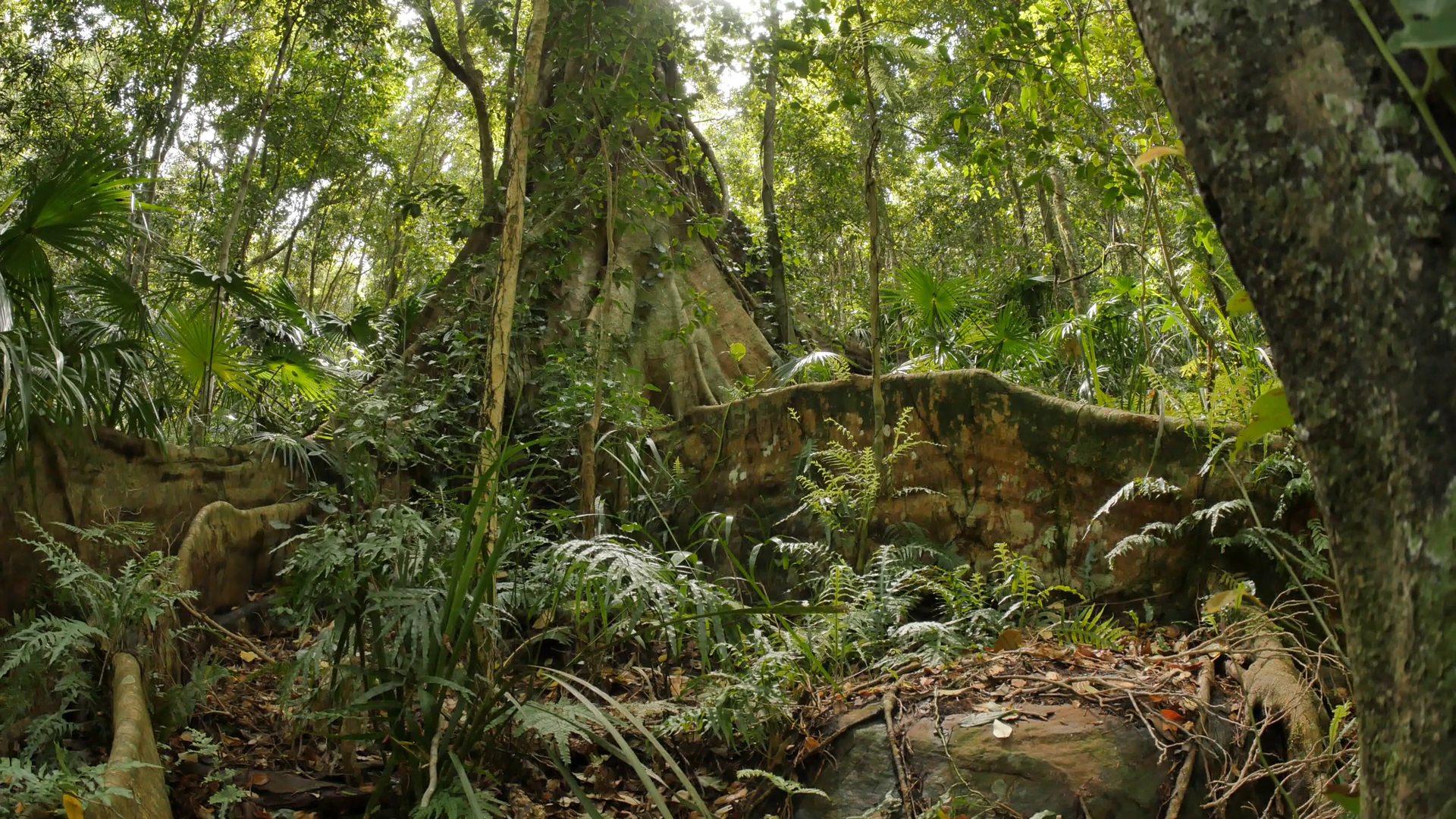 Green scenic jungle Rainforest Australian Landscape Stock Video ...