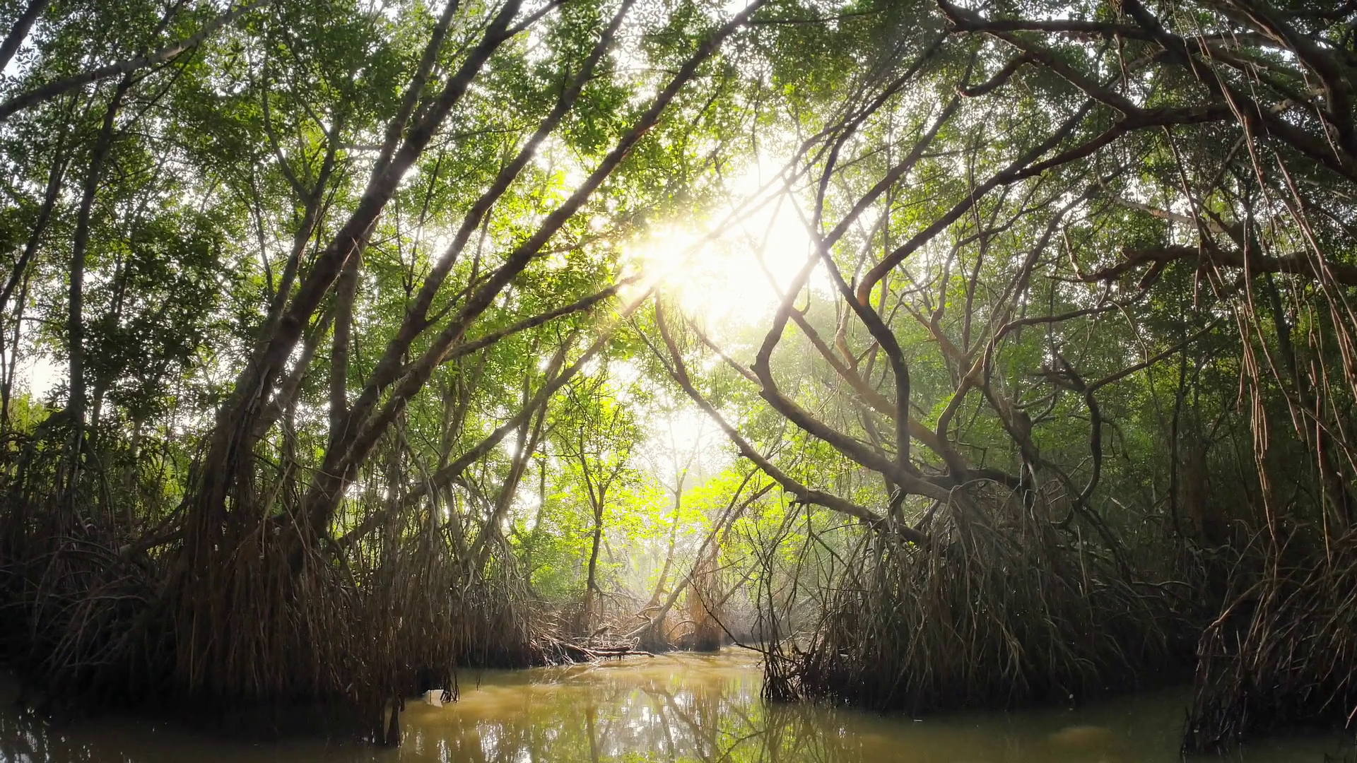 Beautiful sunny day in mangrove forest. Scenic beauty of tropical ...