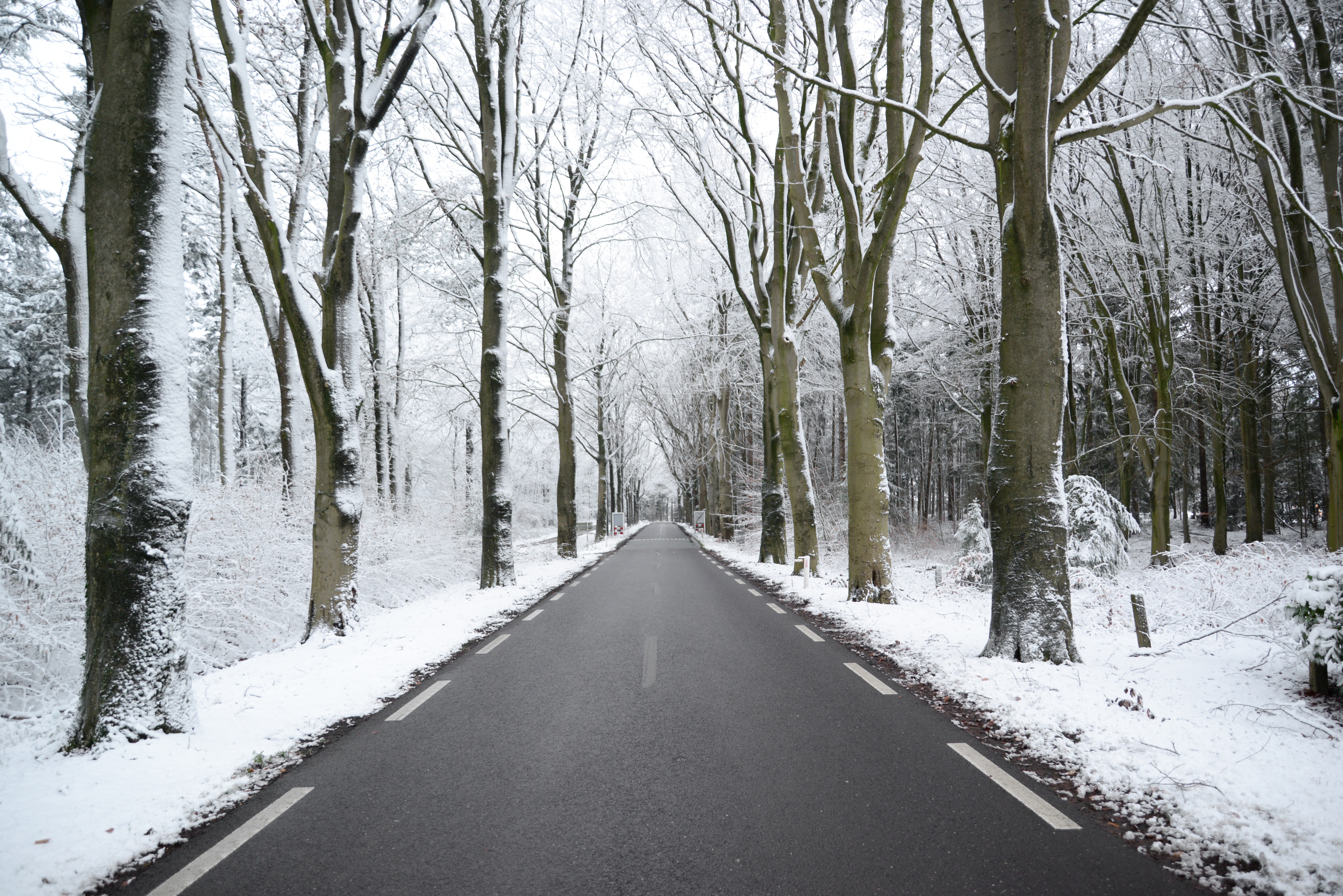 Scenic View of the Forest during Winter, Asphalt, Mist, Winter, Weather, HQ Photo