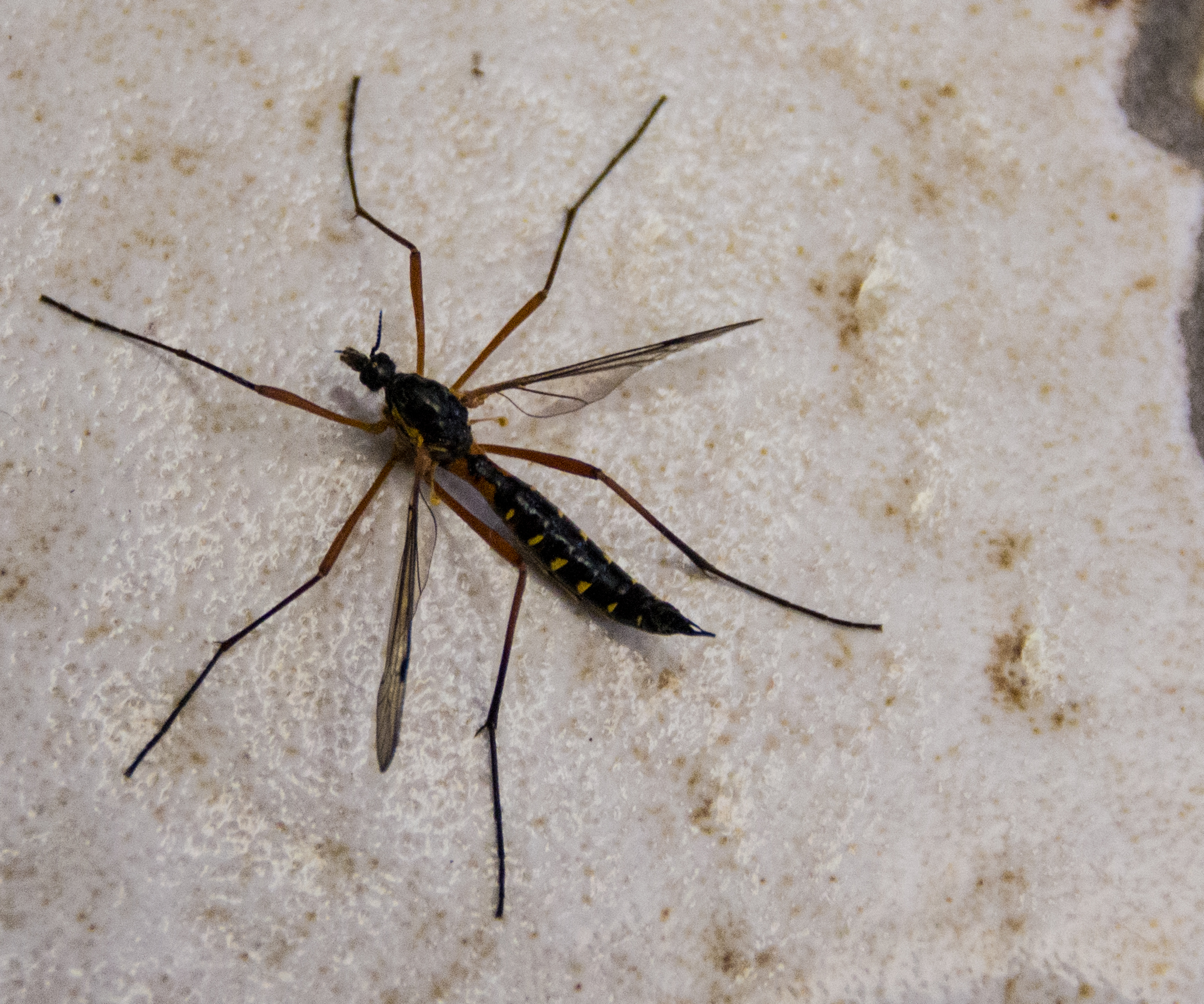 Diptera | Urseetal: Schutzgebiet und Kleinod