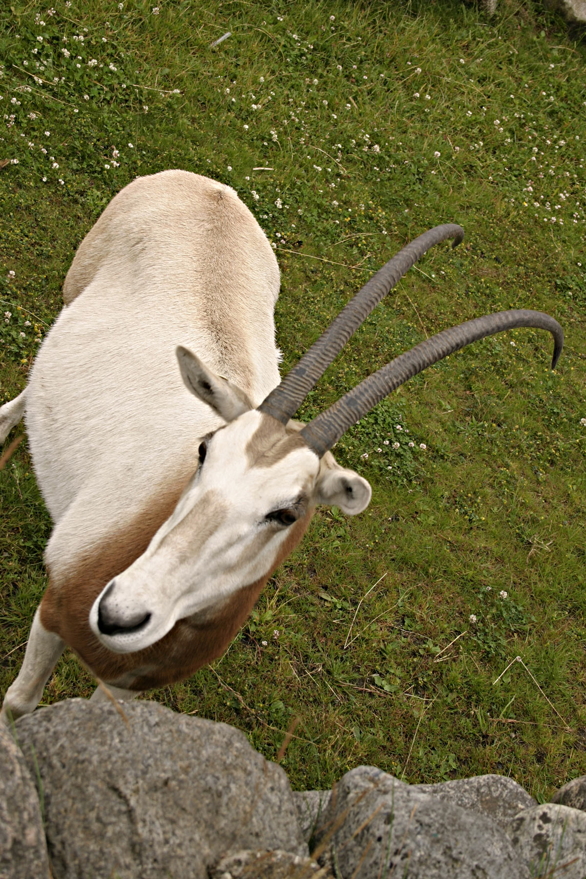 Scimitar-horned oryx photo