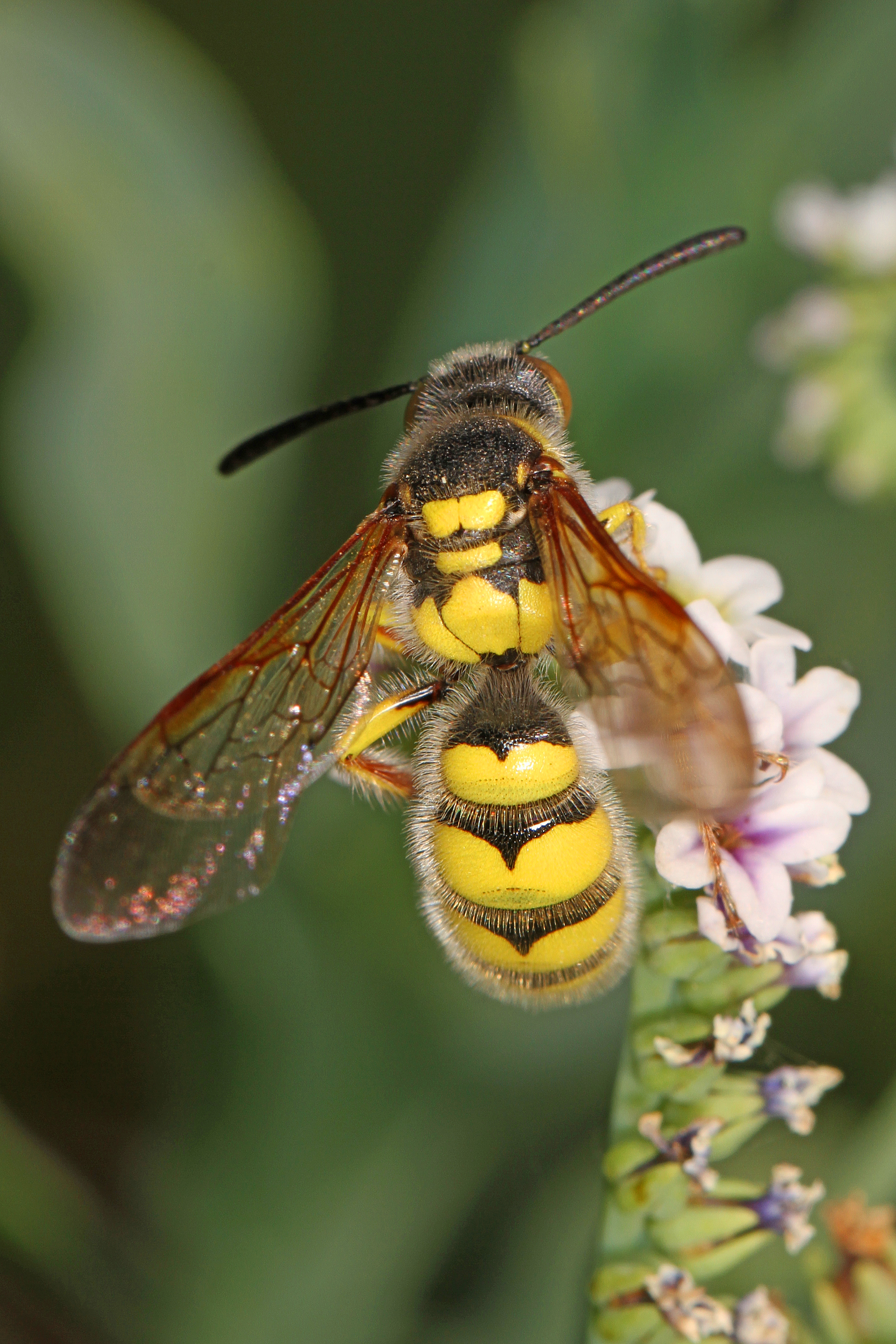 File:Scoliid Wasp - Crioscolia alcione, Pahranagat National Wildlife ...