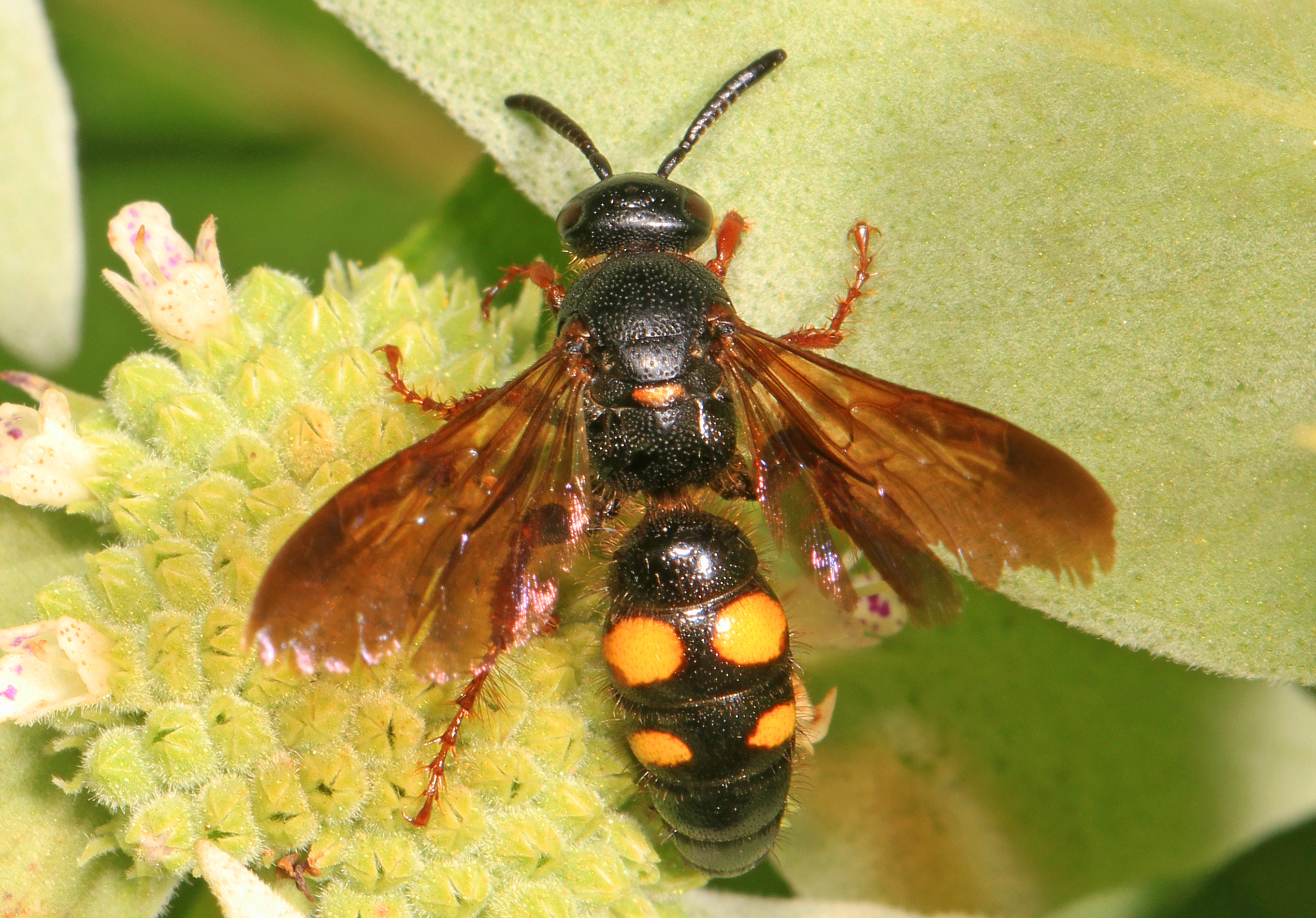 File:Scoliid Wasp - Scolia nobilita, Meadowood Farm SRMA, Mason Neck ...