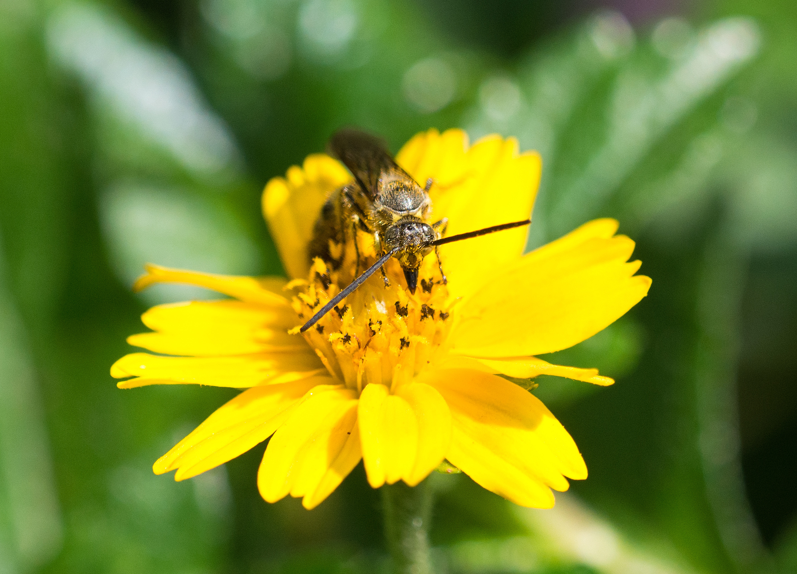 Hairy Flower wasp – Ray Cannon's nature notes