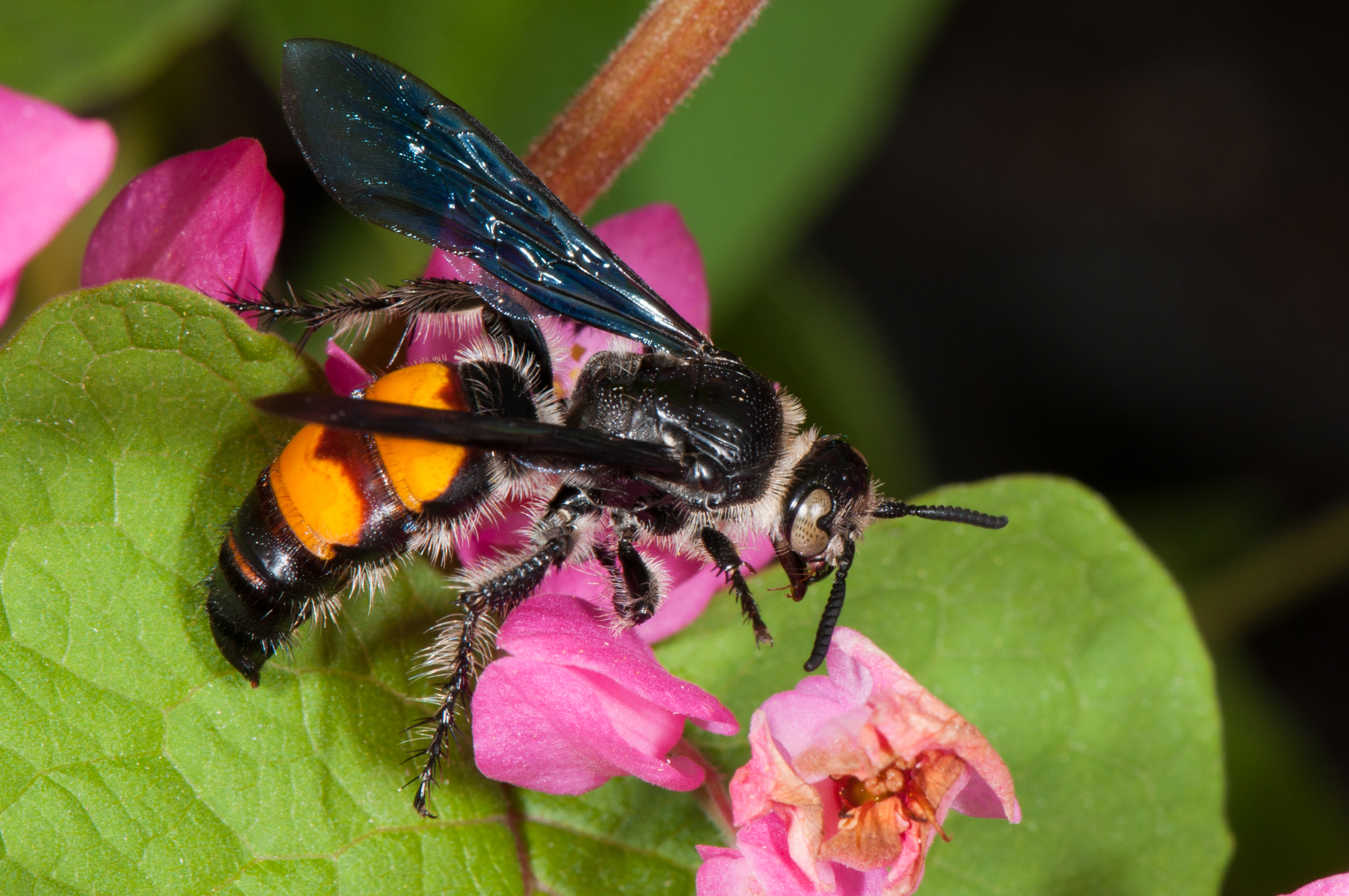 Scoliid Wasps (Family Scoliidae) · iNaturalist.org
