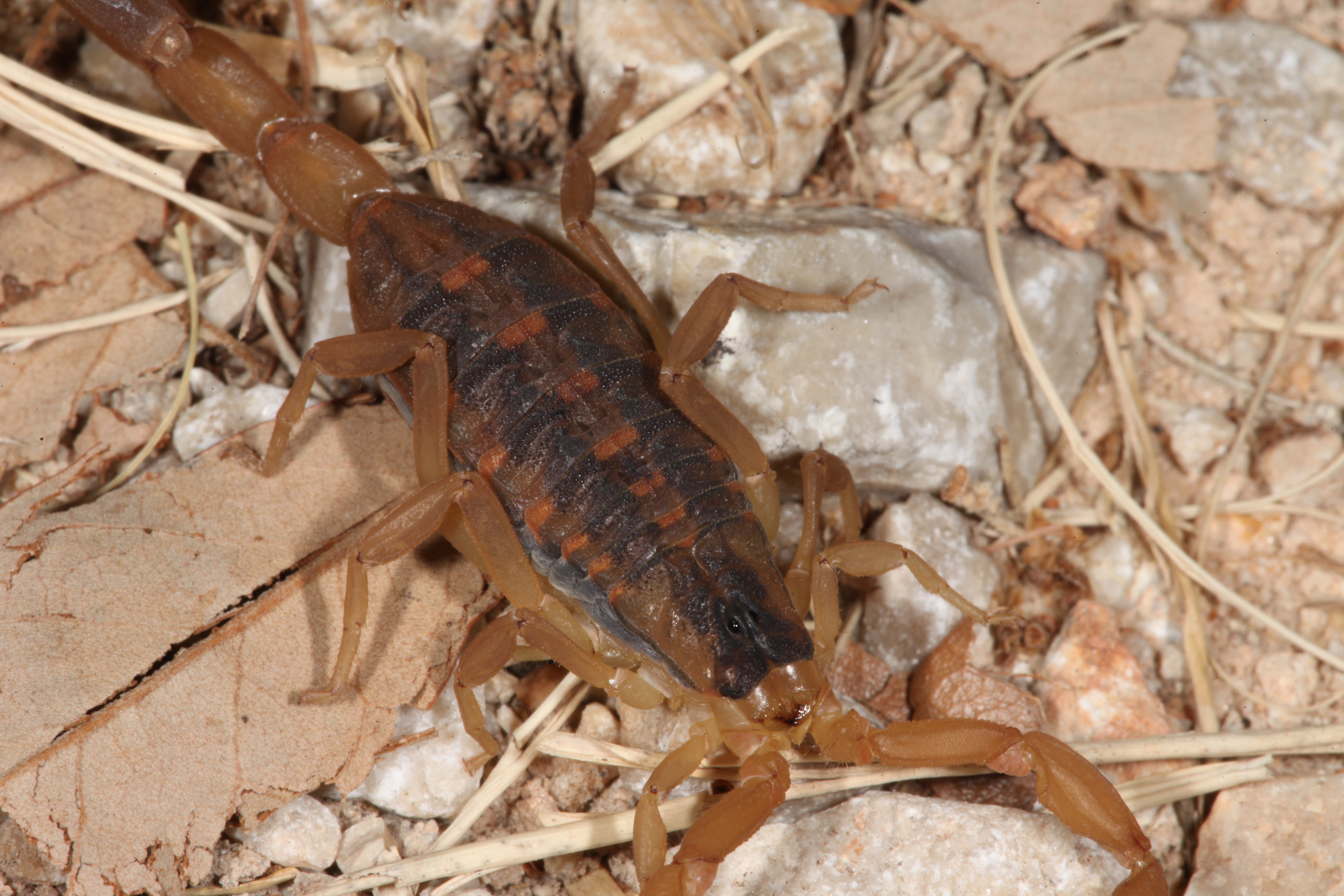 Scorpion photo