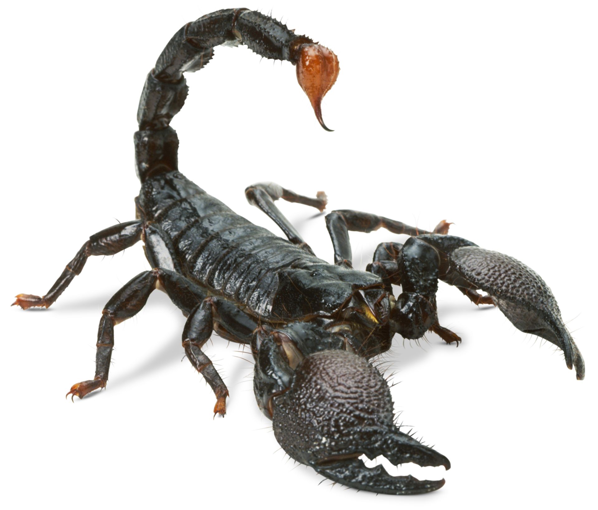 Scorpion photo