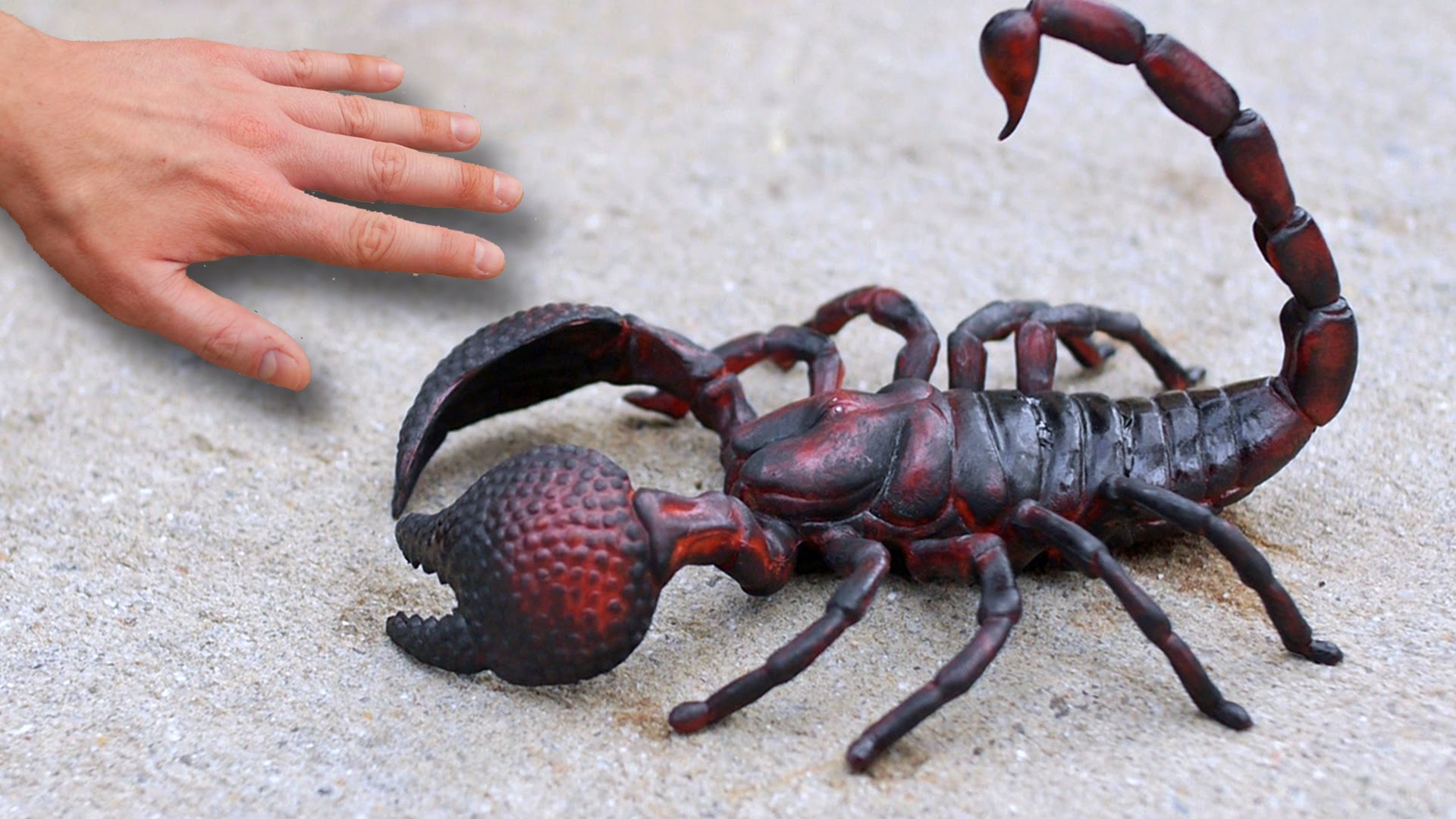 Free photo: Scorpion - Animal, Deadly, Poison - Free Download - Jooinn