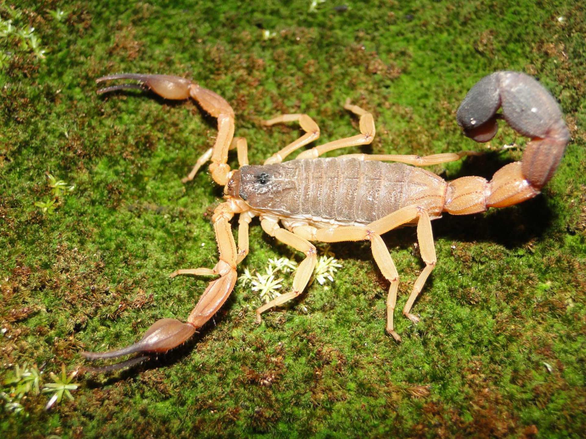 Arachnologists Discover Three New Species of Club-Tailed Scorpions ...