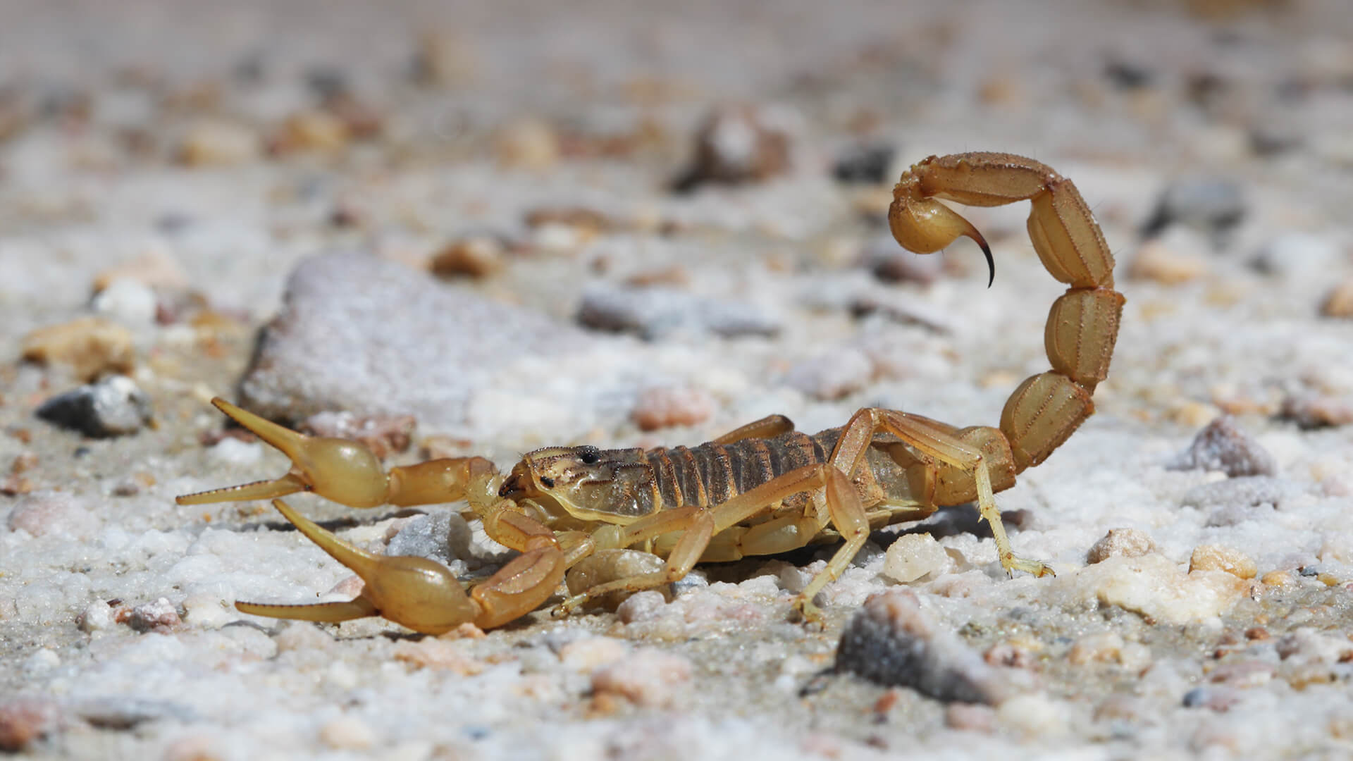 Scorpion | San Diego Zoo Animals & Plants